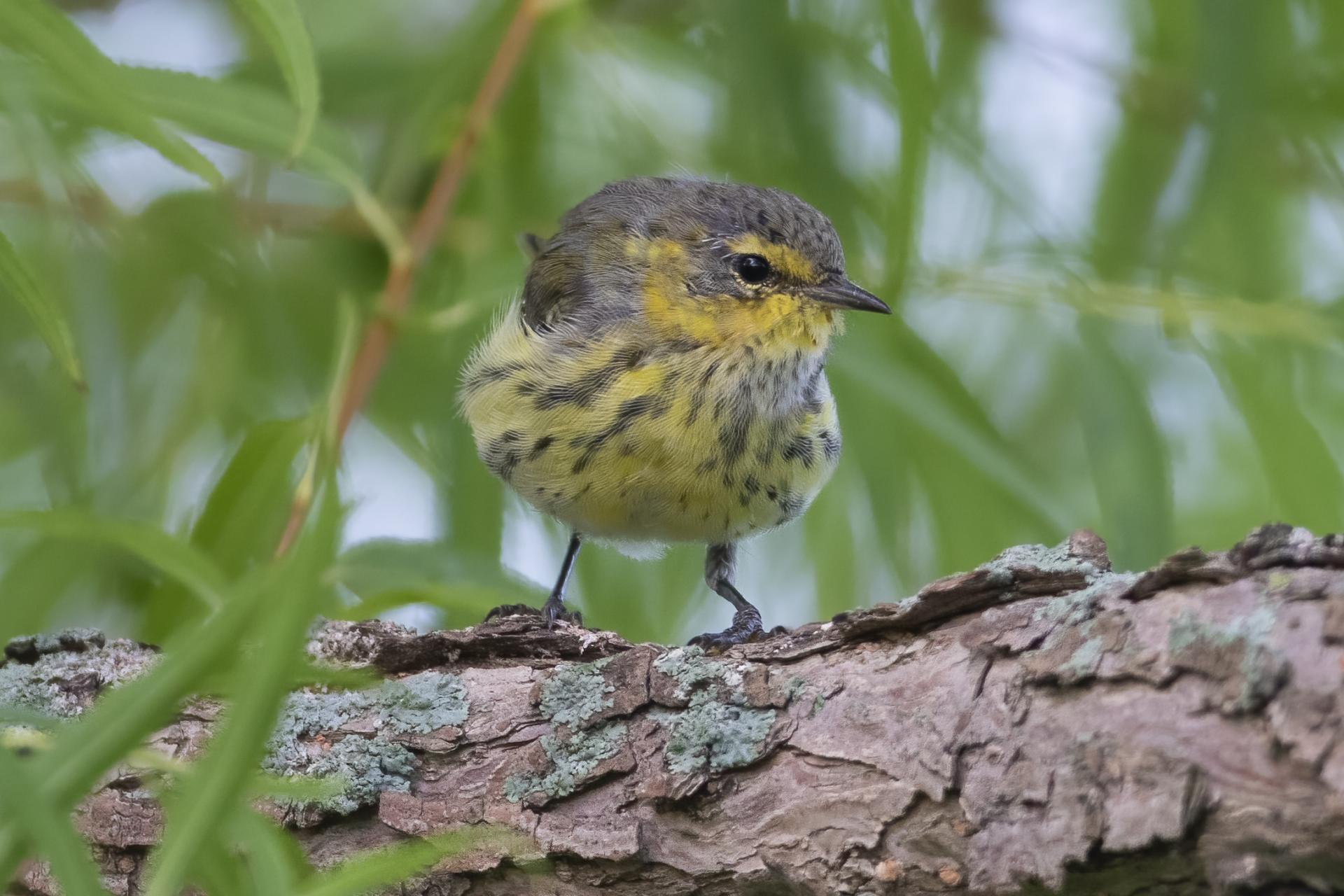 paruline-tigree-Cape-May-warbler