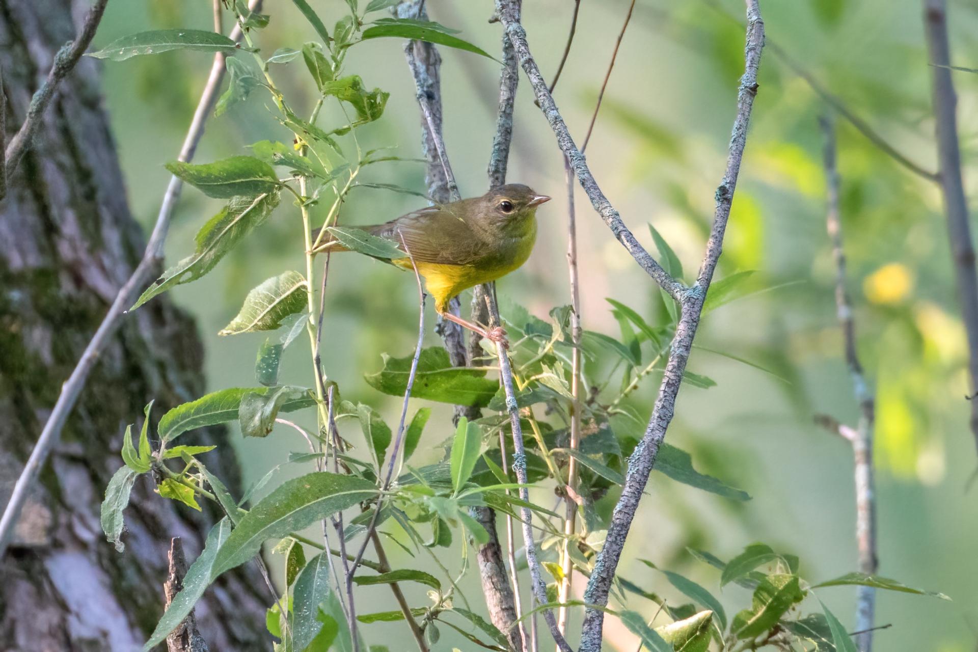 paruline-triste-mourning-warbler