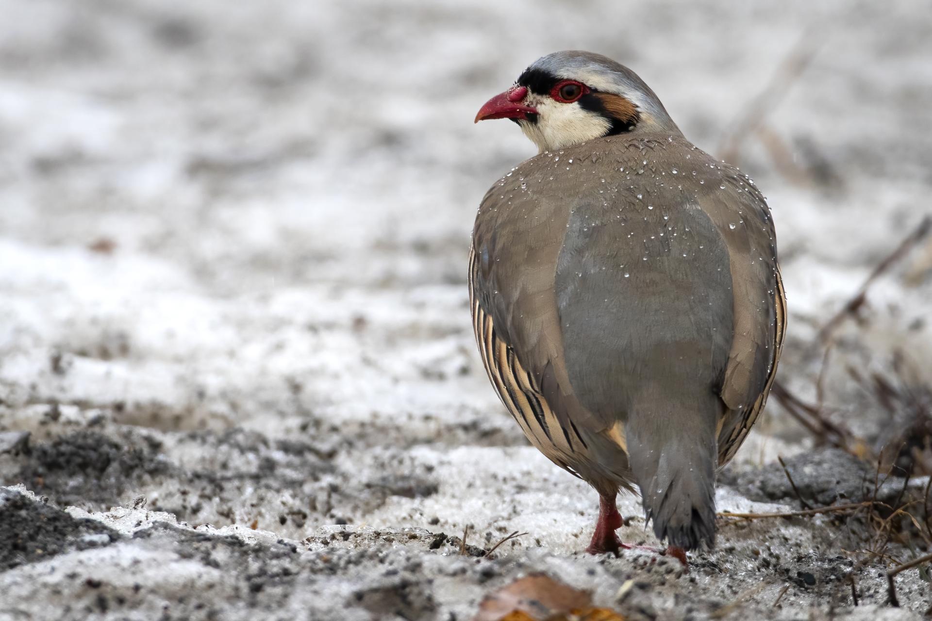 perdrix-choukar-chukar-partridge