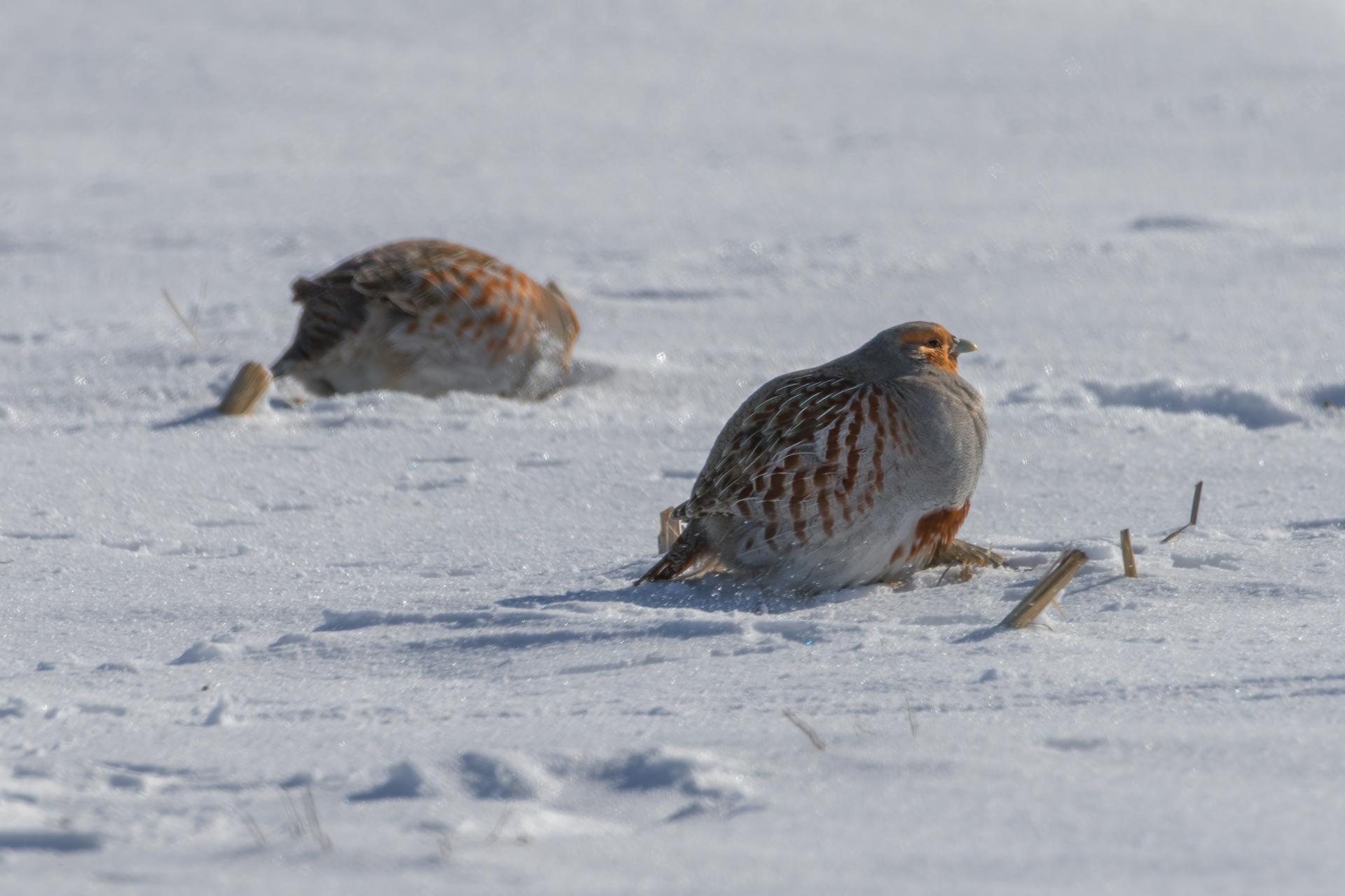 perdrix-grise-gray-partridge
