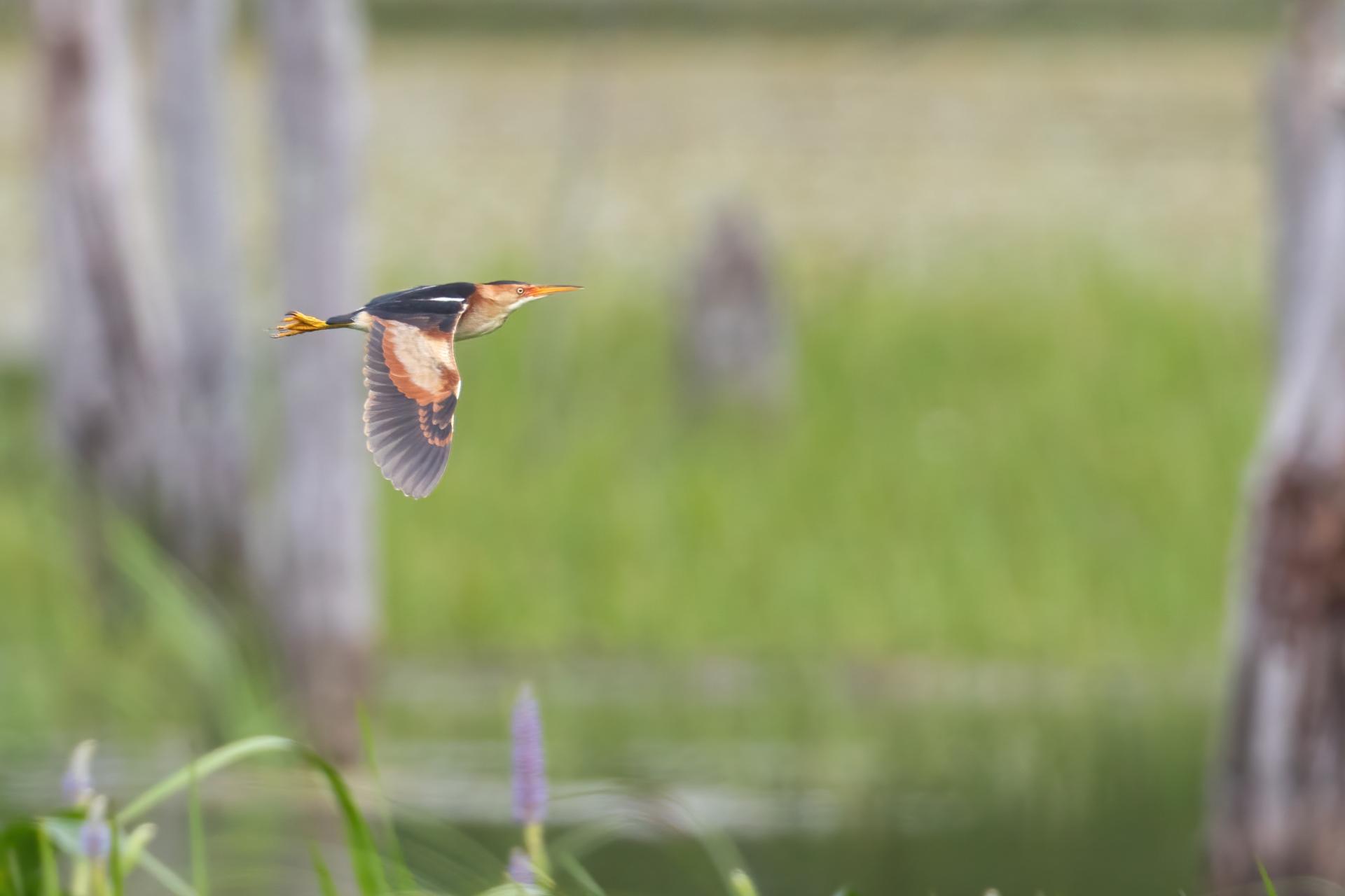 petit-blongios-least-bittern