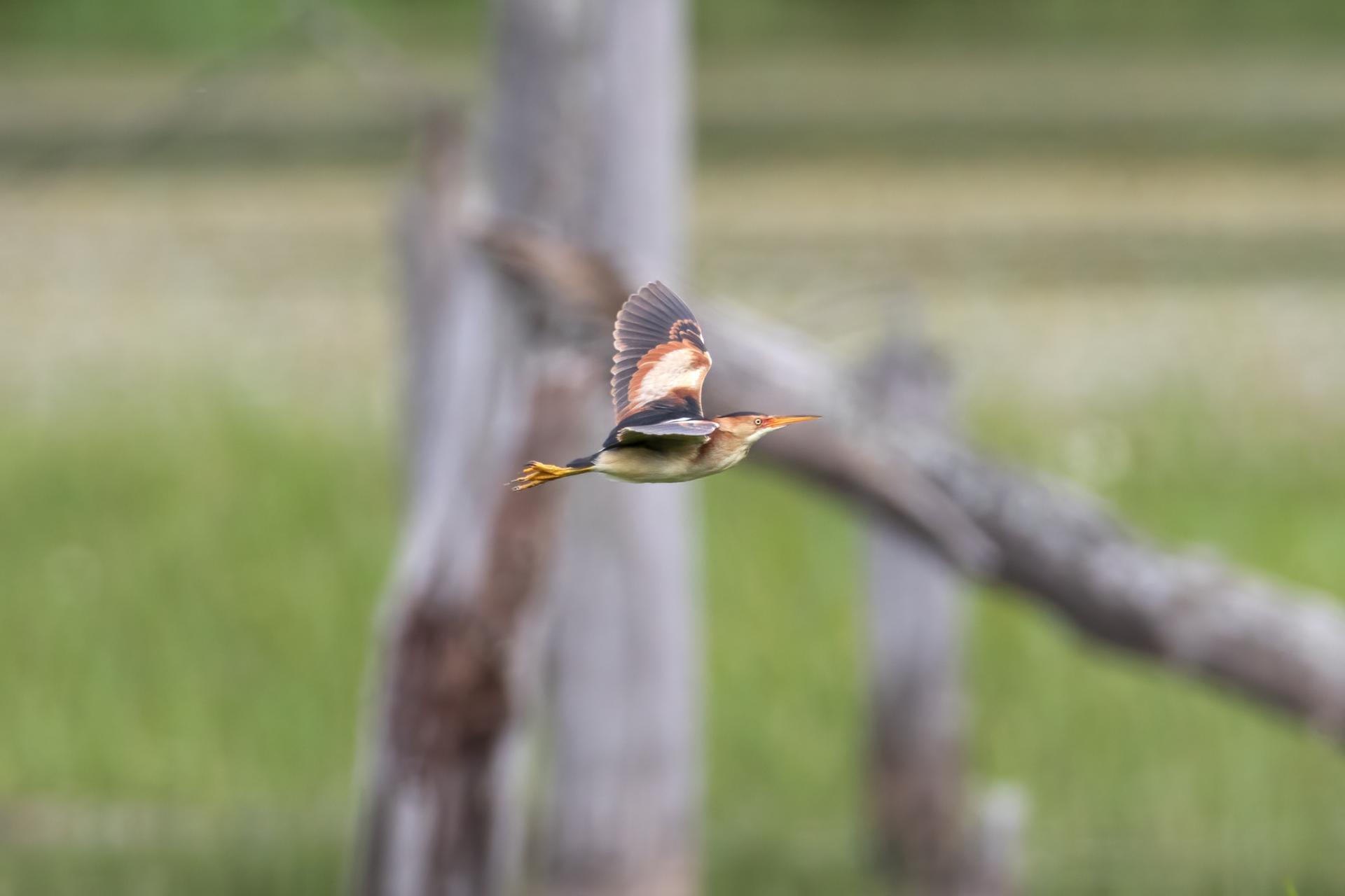 petit-blongios-least-bittern
