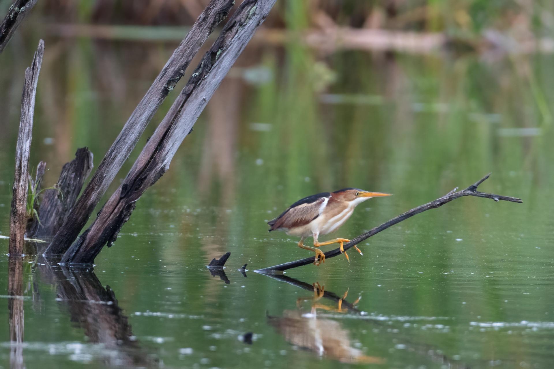 petit-blongios-least-bittern