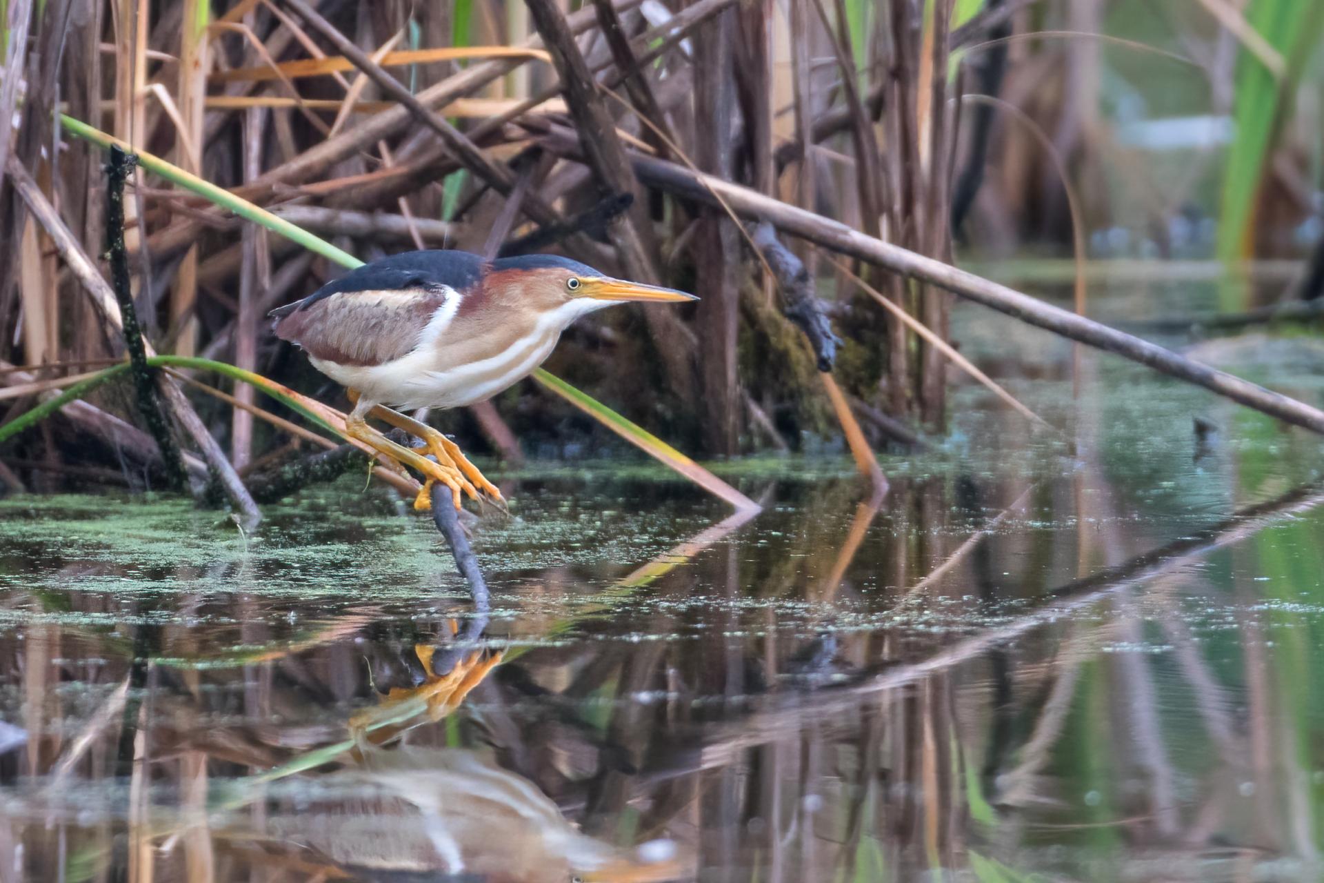 petit-blongios-least-bittern