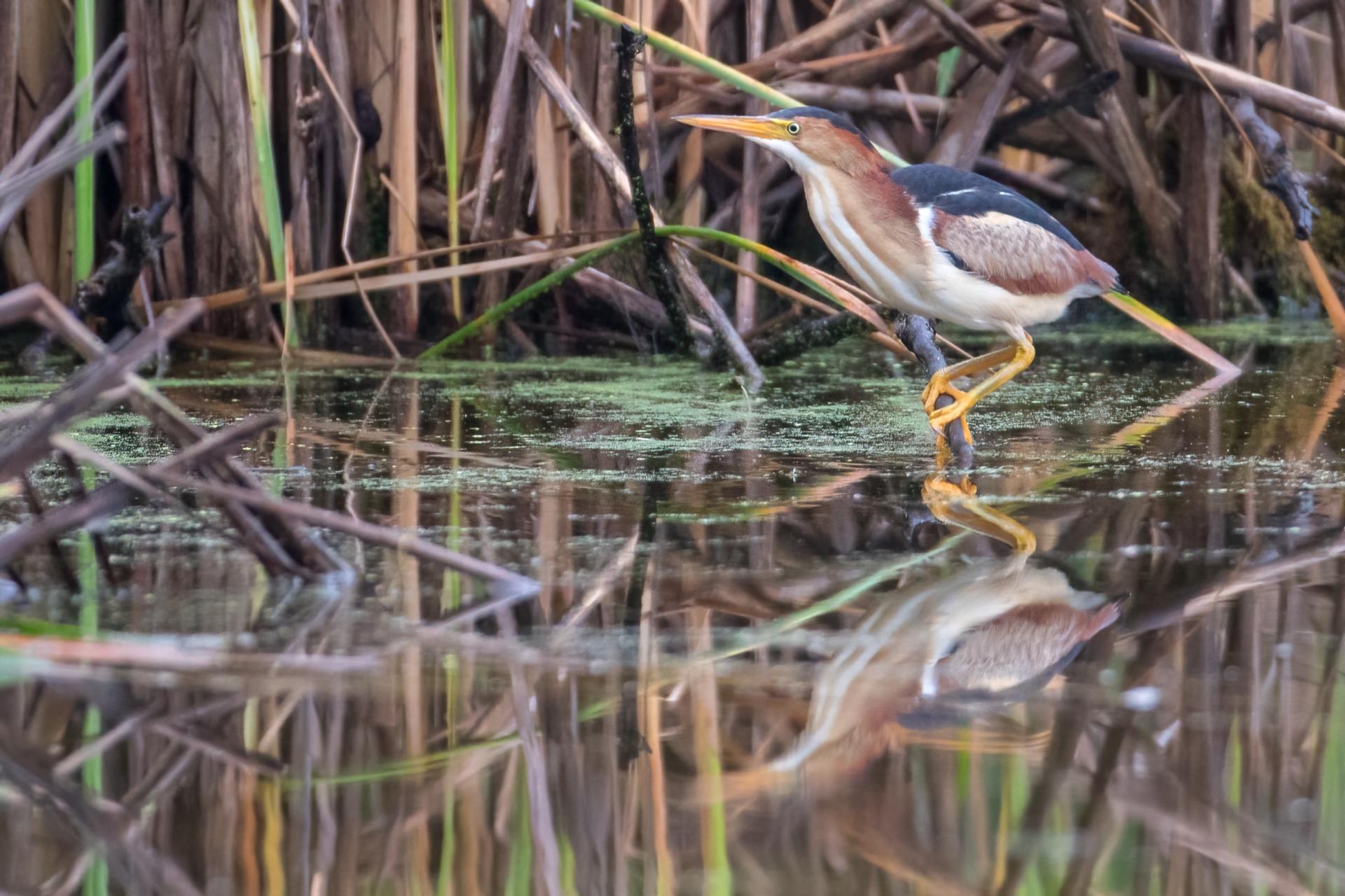 petit-blongios-least-bittern