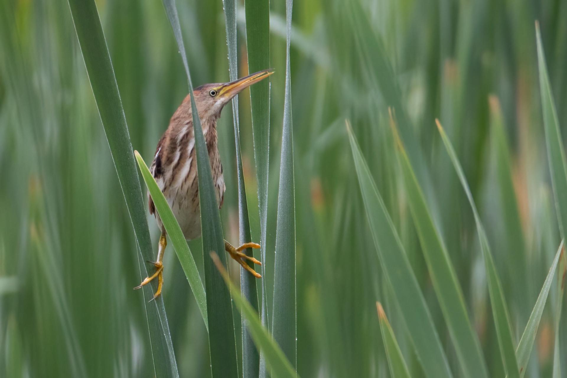 petit-blongios-least-bittern