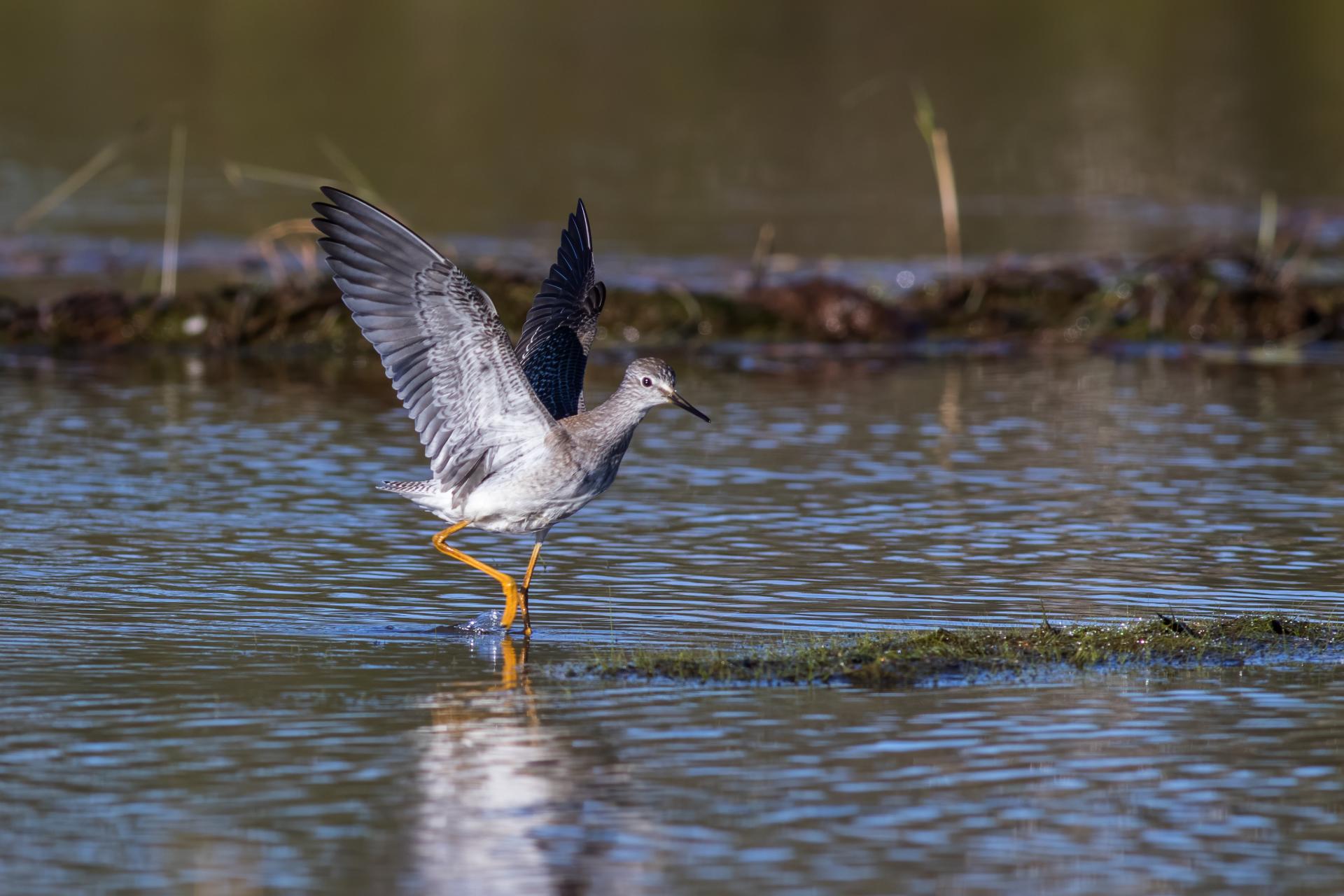 petit-chevalier-lesser-yellowlegs