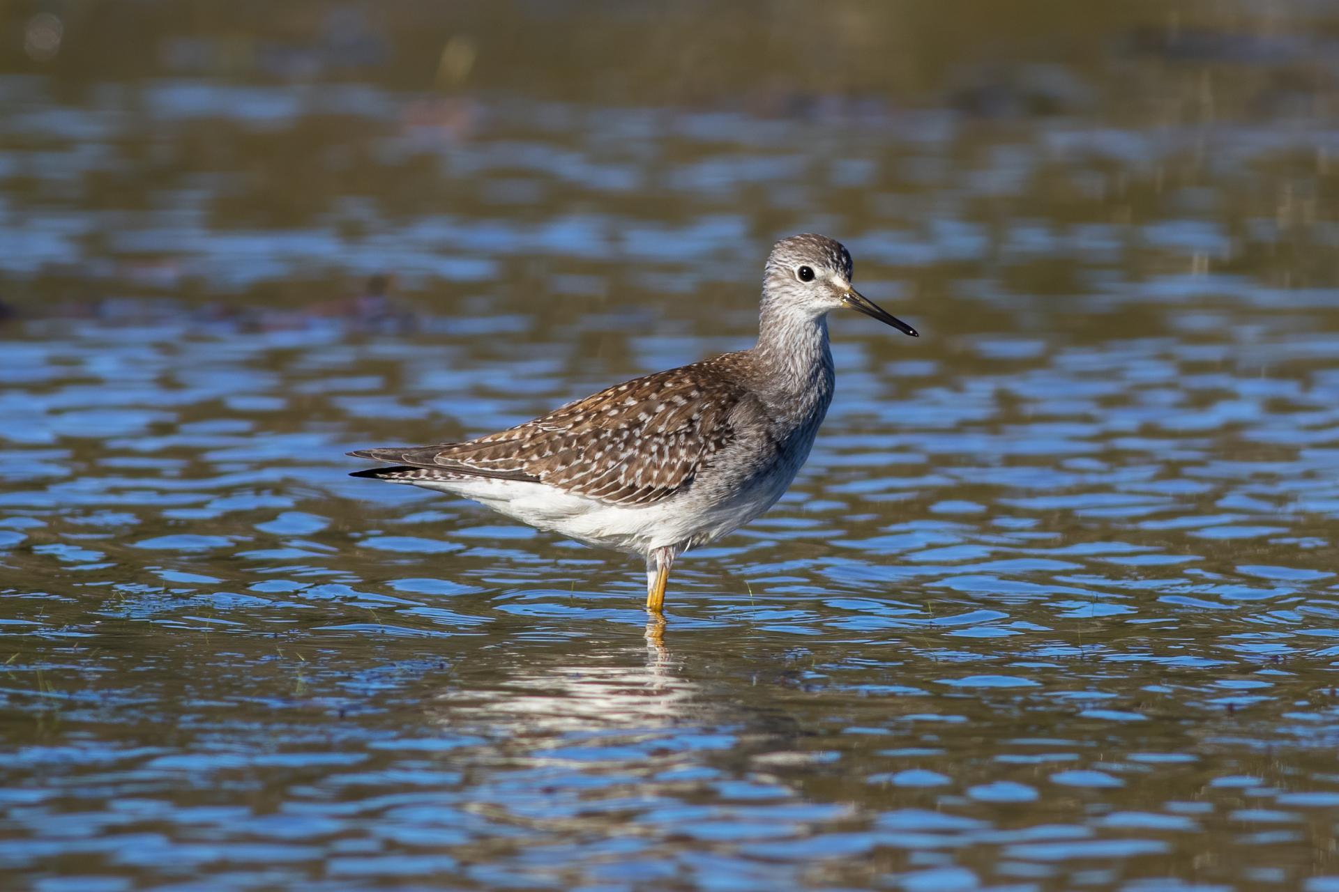 petit-chevalier-lesser-yellowlegs