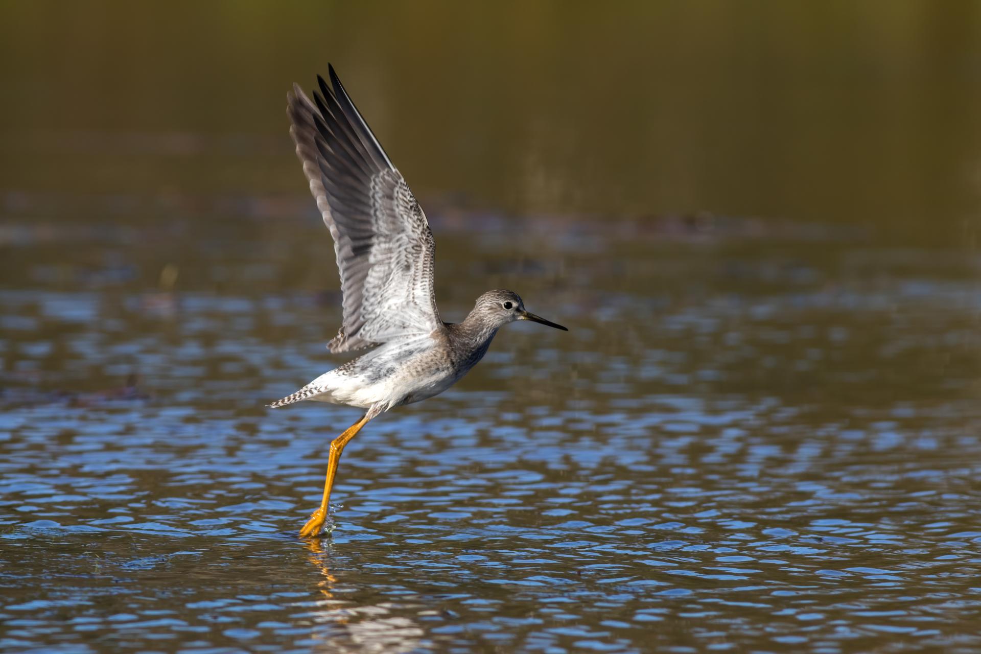 petit-chevalier-lesser-yellowlegs