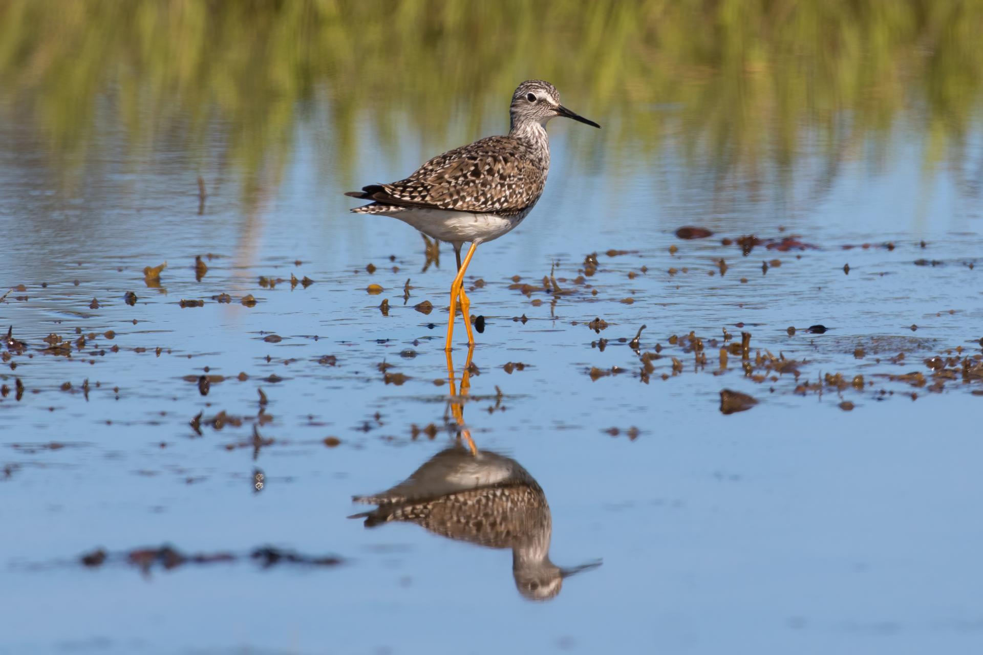 petit-chevalier-lesser-yellowlegs