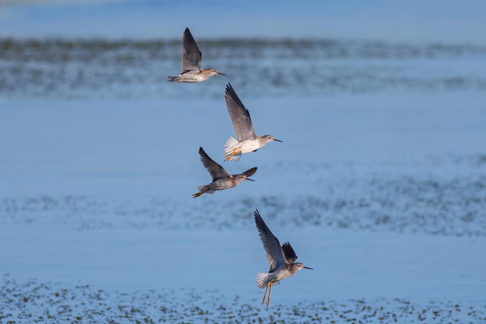 petit-chevalier-lesser-yellowlegs