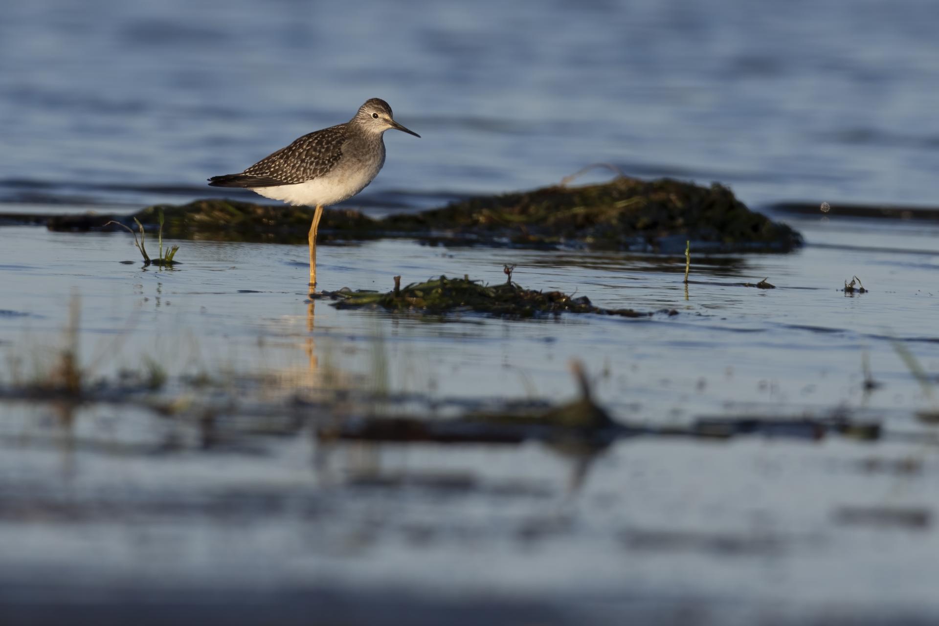 petit-chevalier-lesser-yellowlegs
