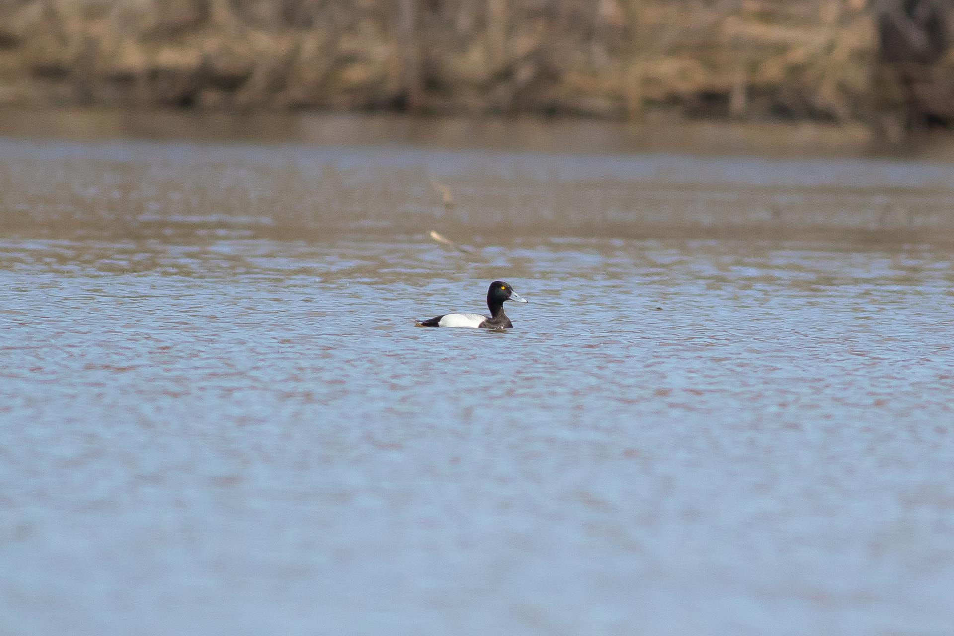 petit-fuligule-lesser-scaup