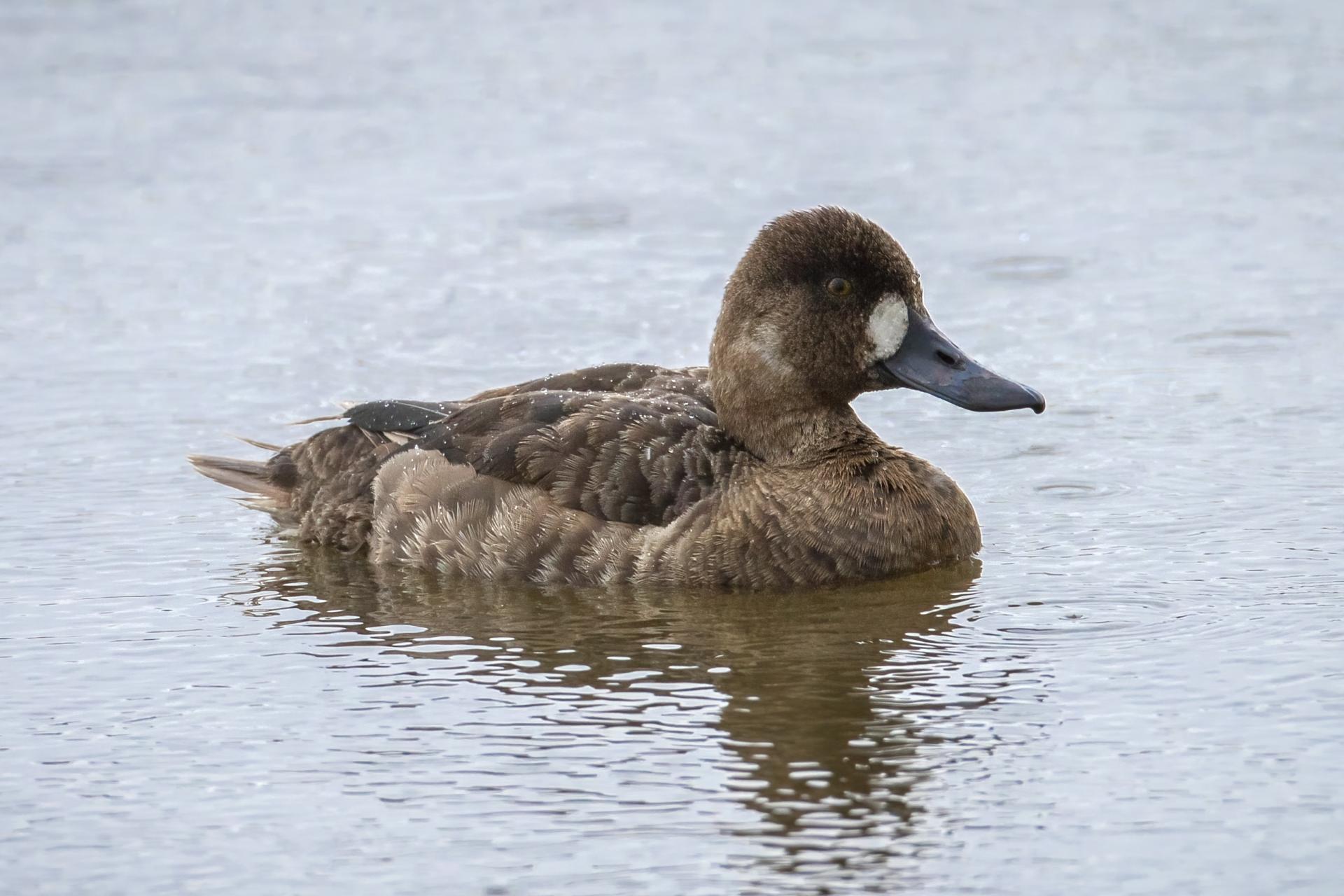 petit-fuligule-lesser-scaup
