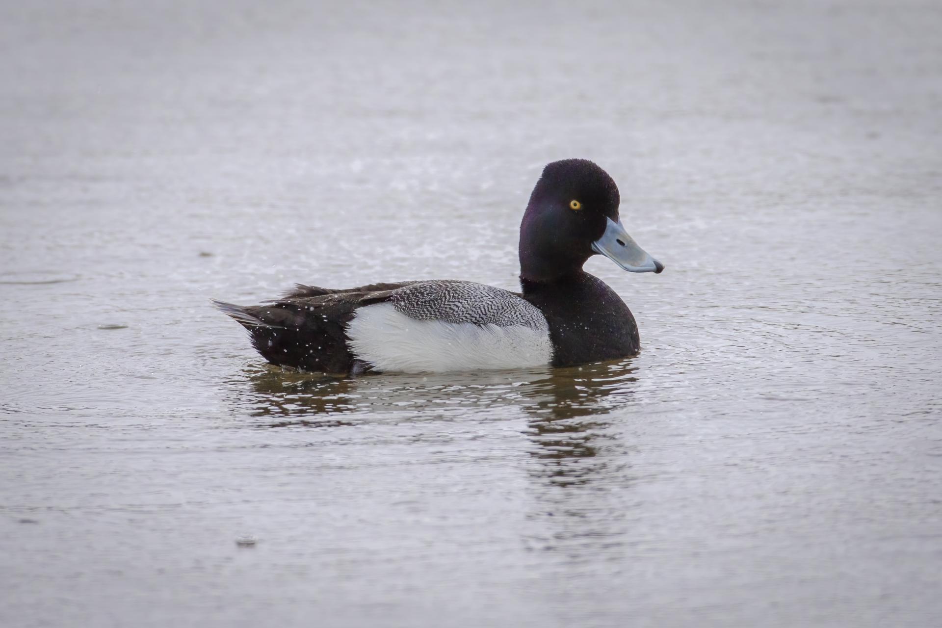 petit-fuligule-lesser-scaup