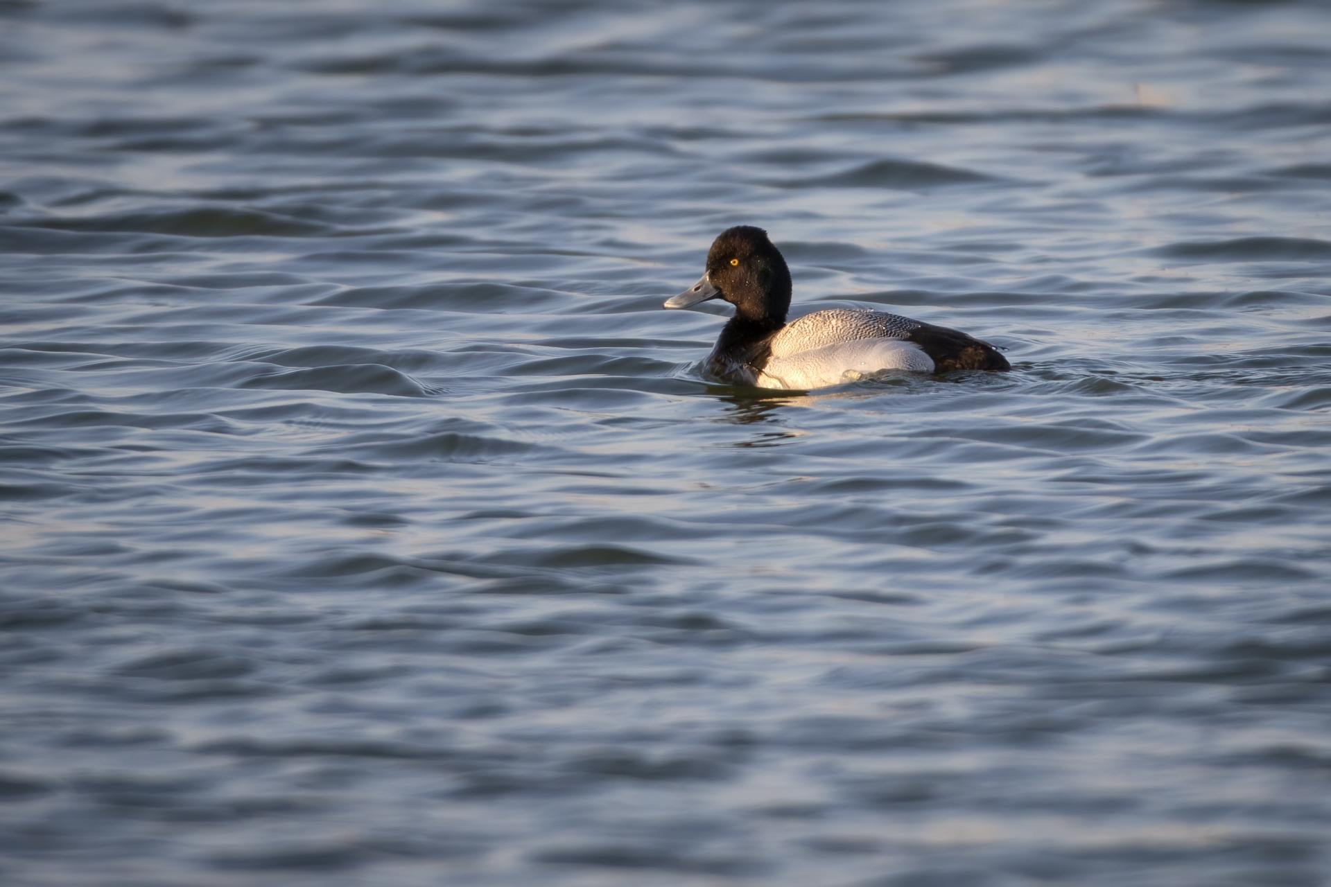petit-fuligule-lesser-scaup