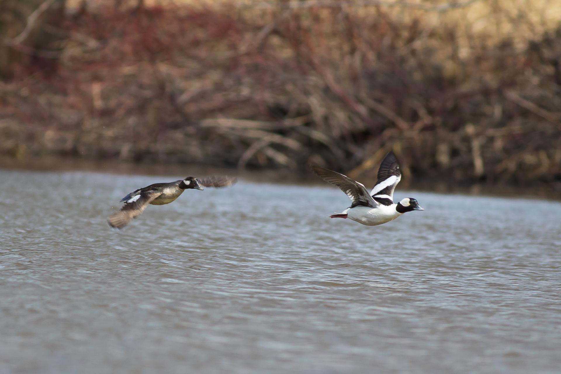 petit-garrot-bufflehead