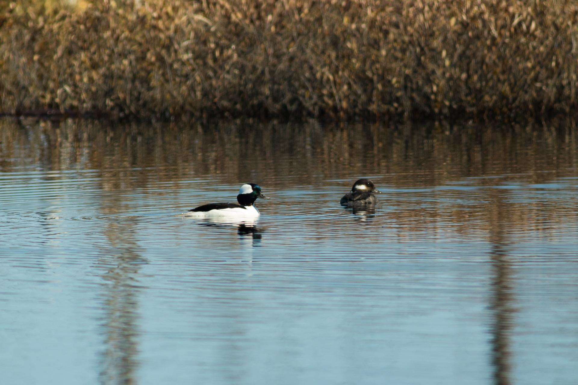 petit-garrot-bufflehead