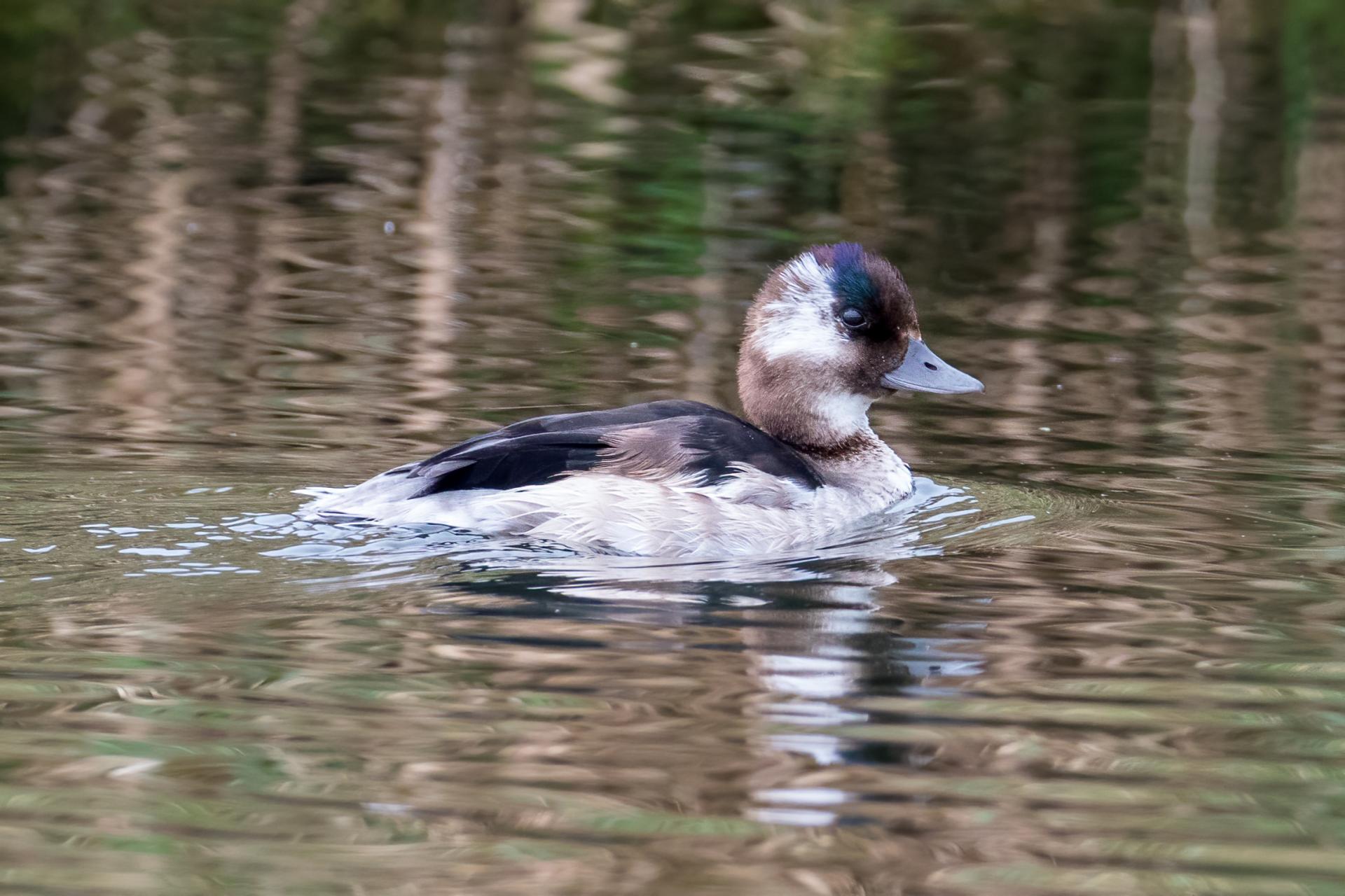 petit-garrot-bufflehead