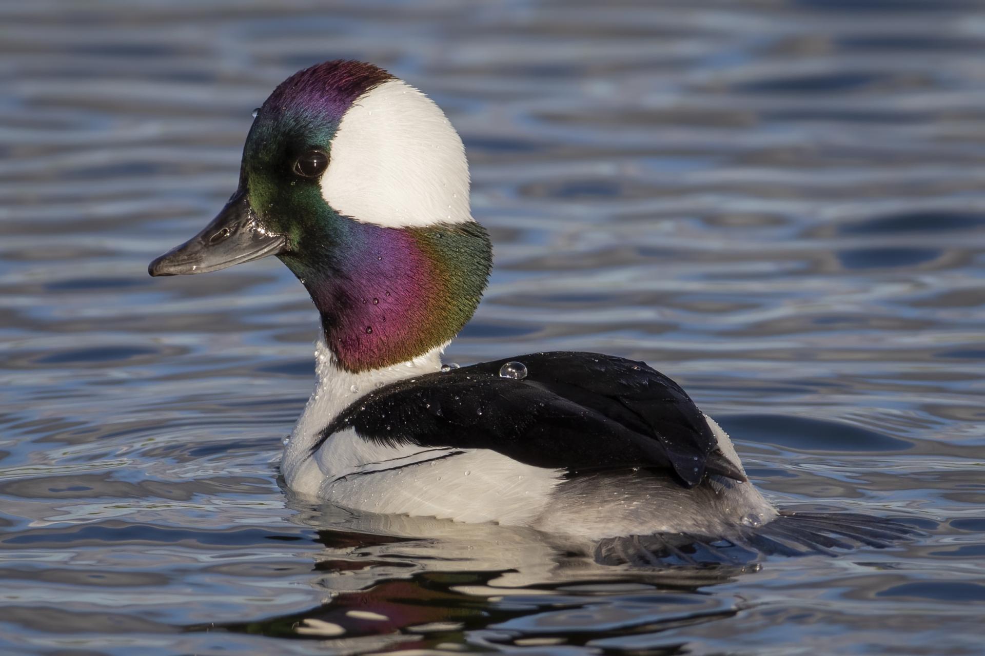 petit-garrot-bufflehead