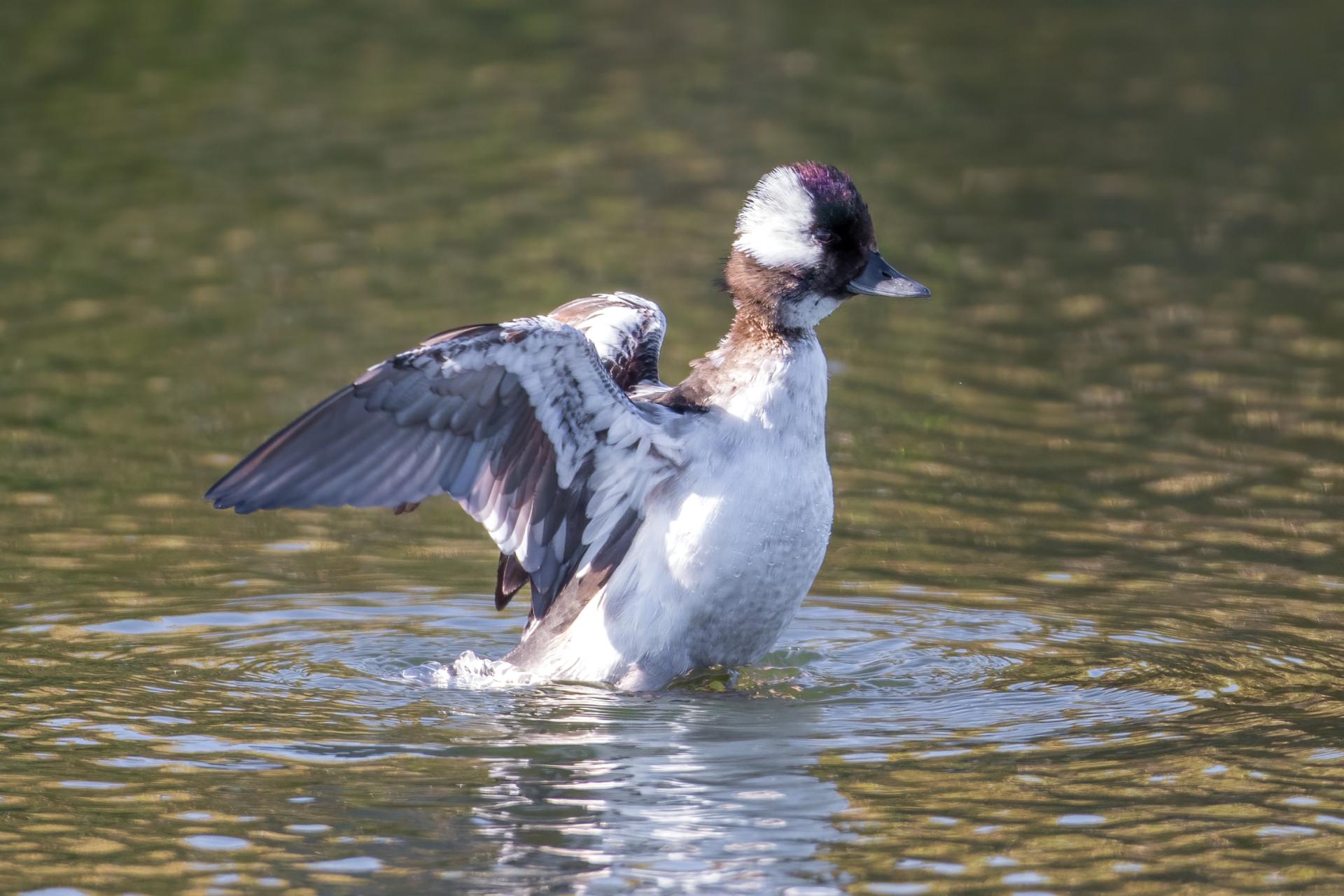 petit-garrot-bufflehead