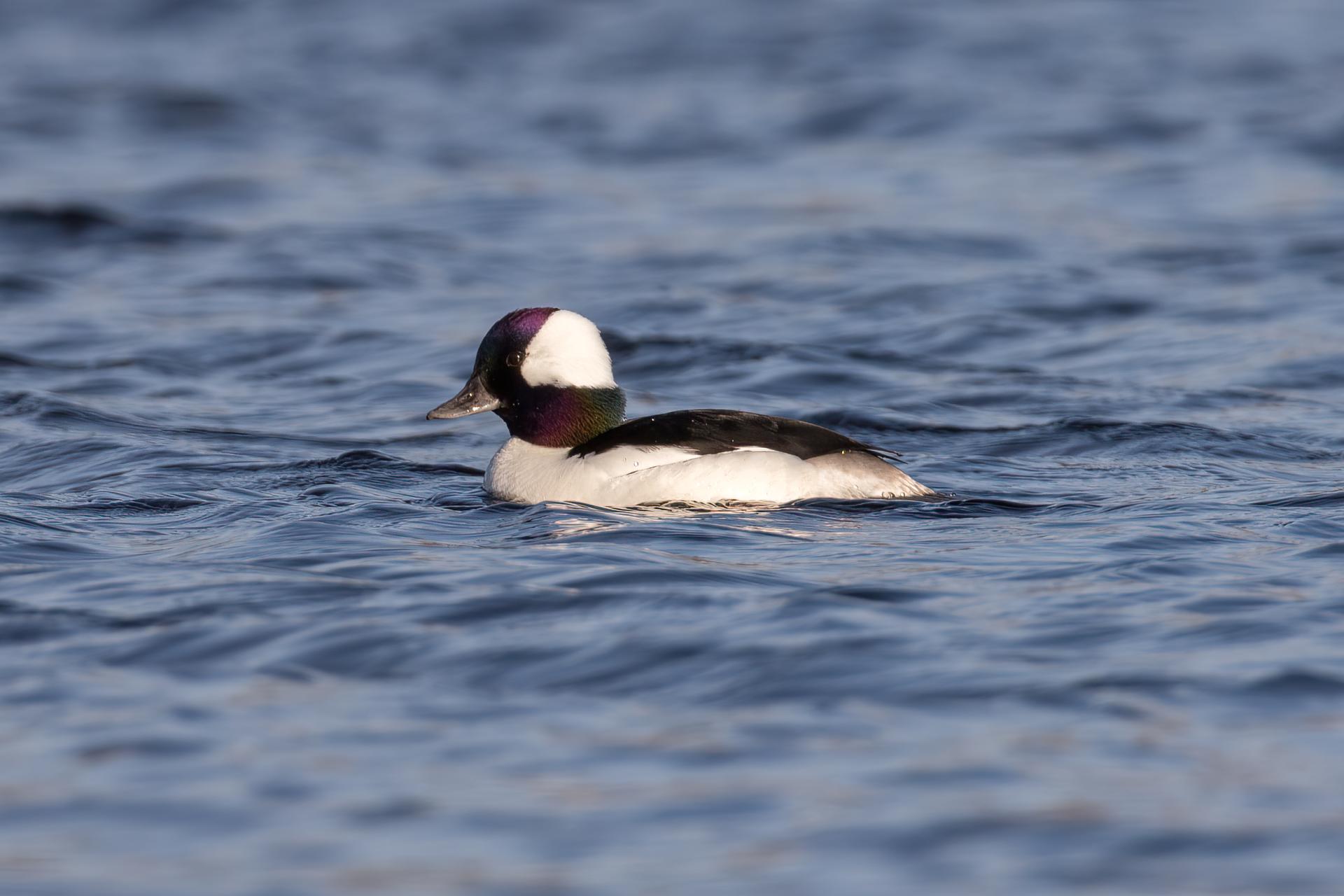 petit-garrot-bufflehead