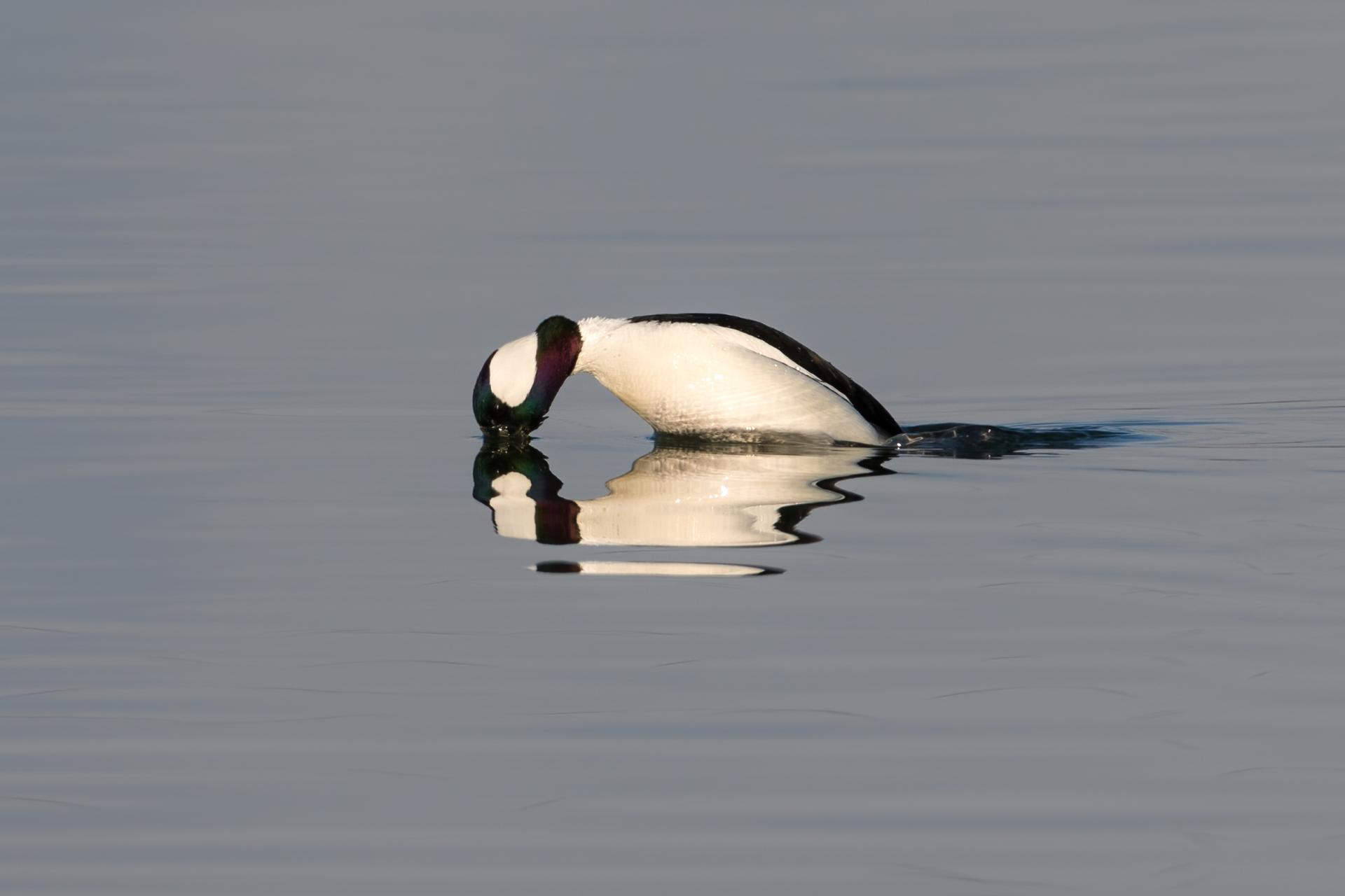 petit-garrot-bufflehead