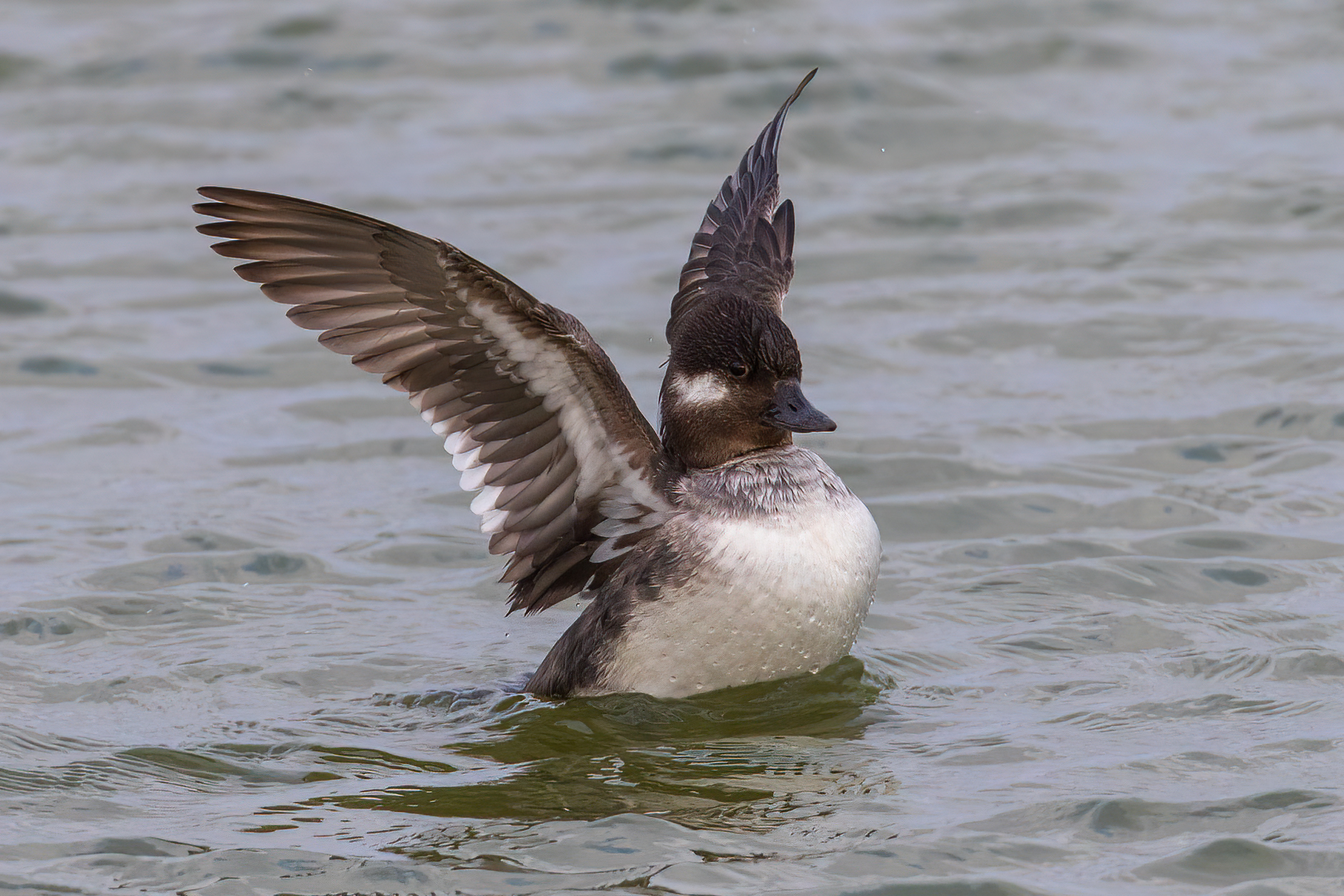 petit-garrot-bufflehead