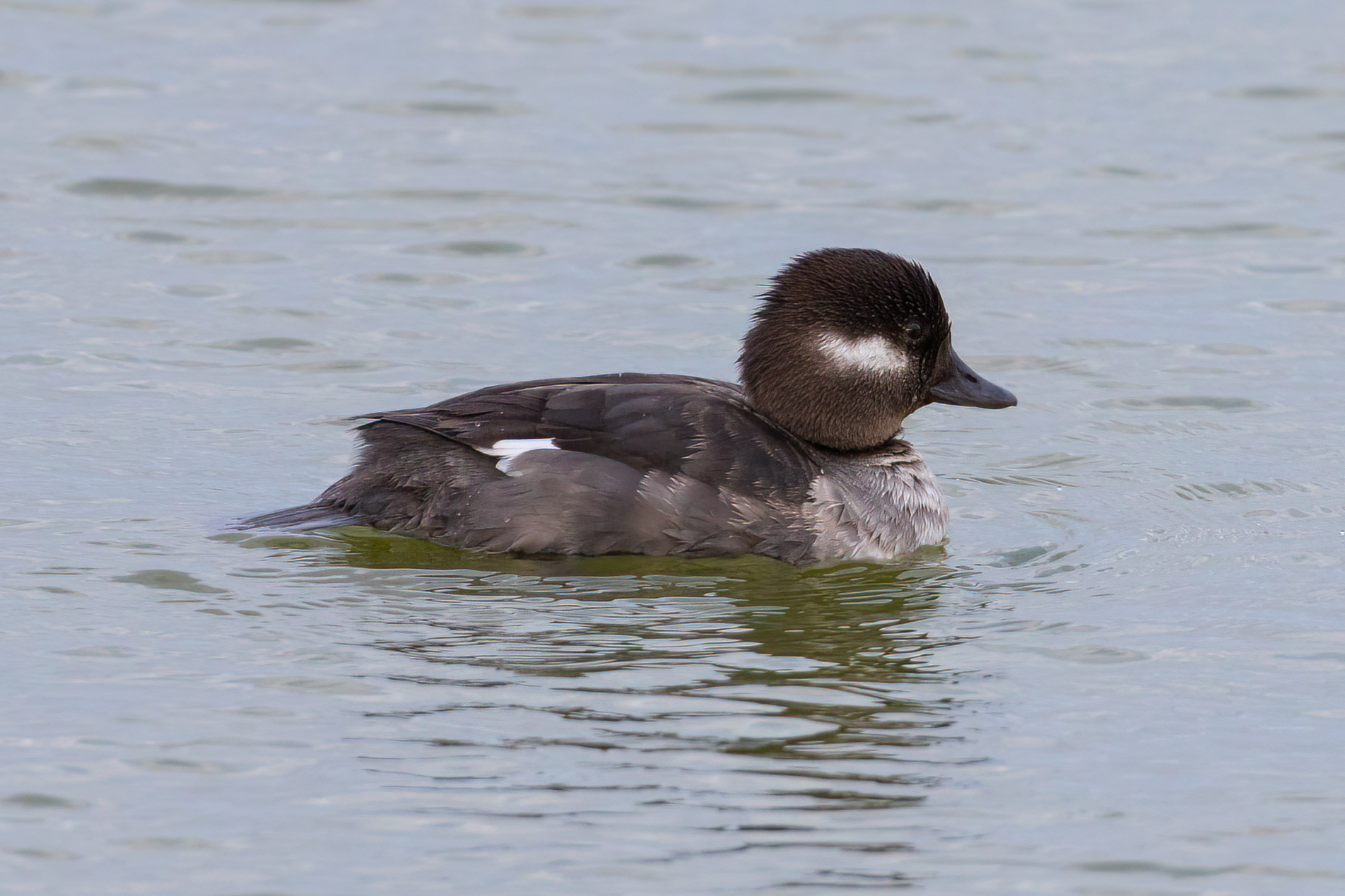 petit-garrot-bufflehead