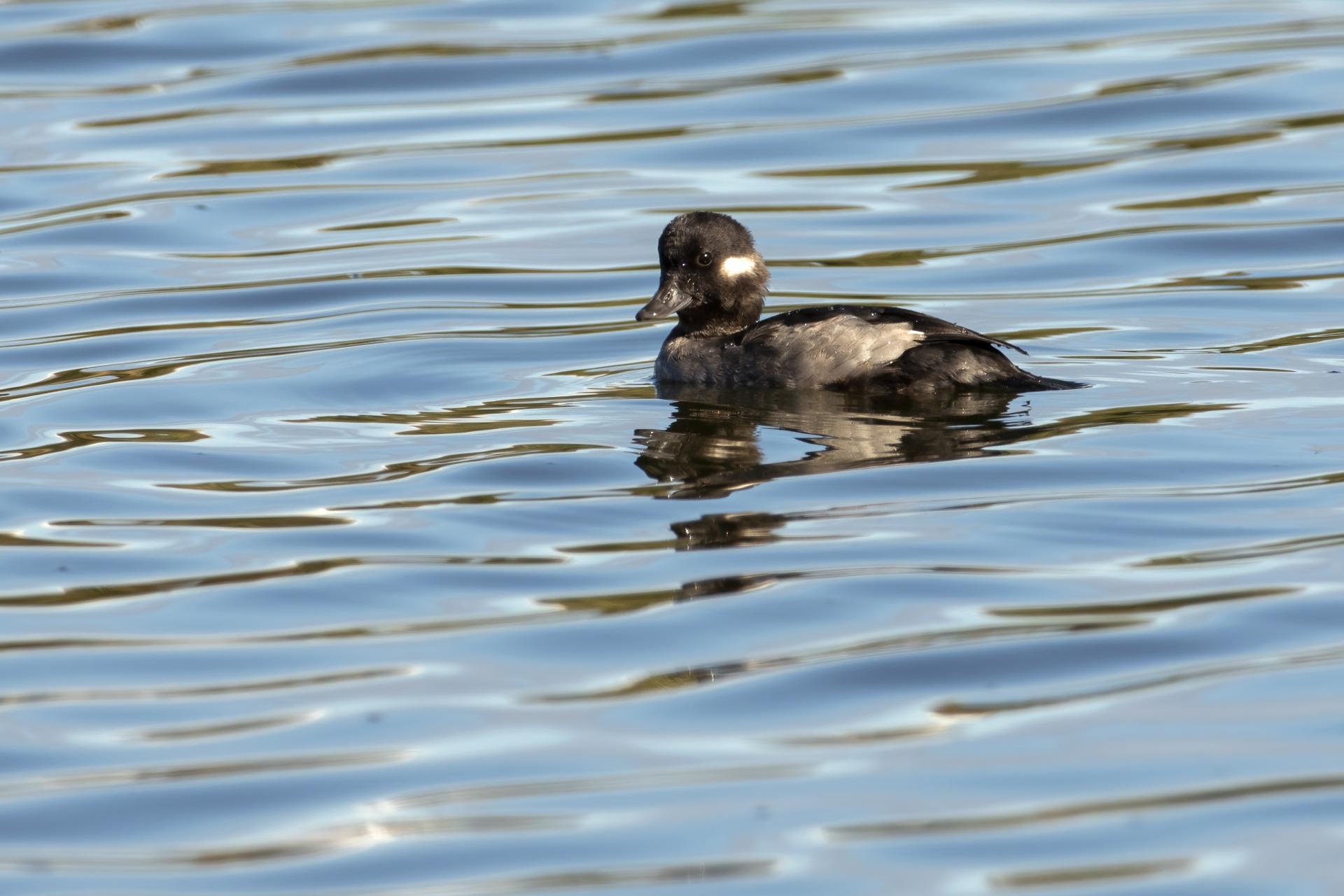 petit-garrot-bufflehead