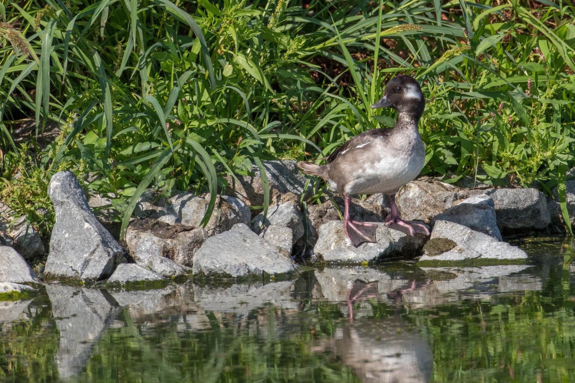 petit-garrot-bufflehead
