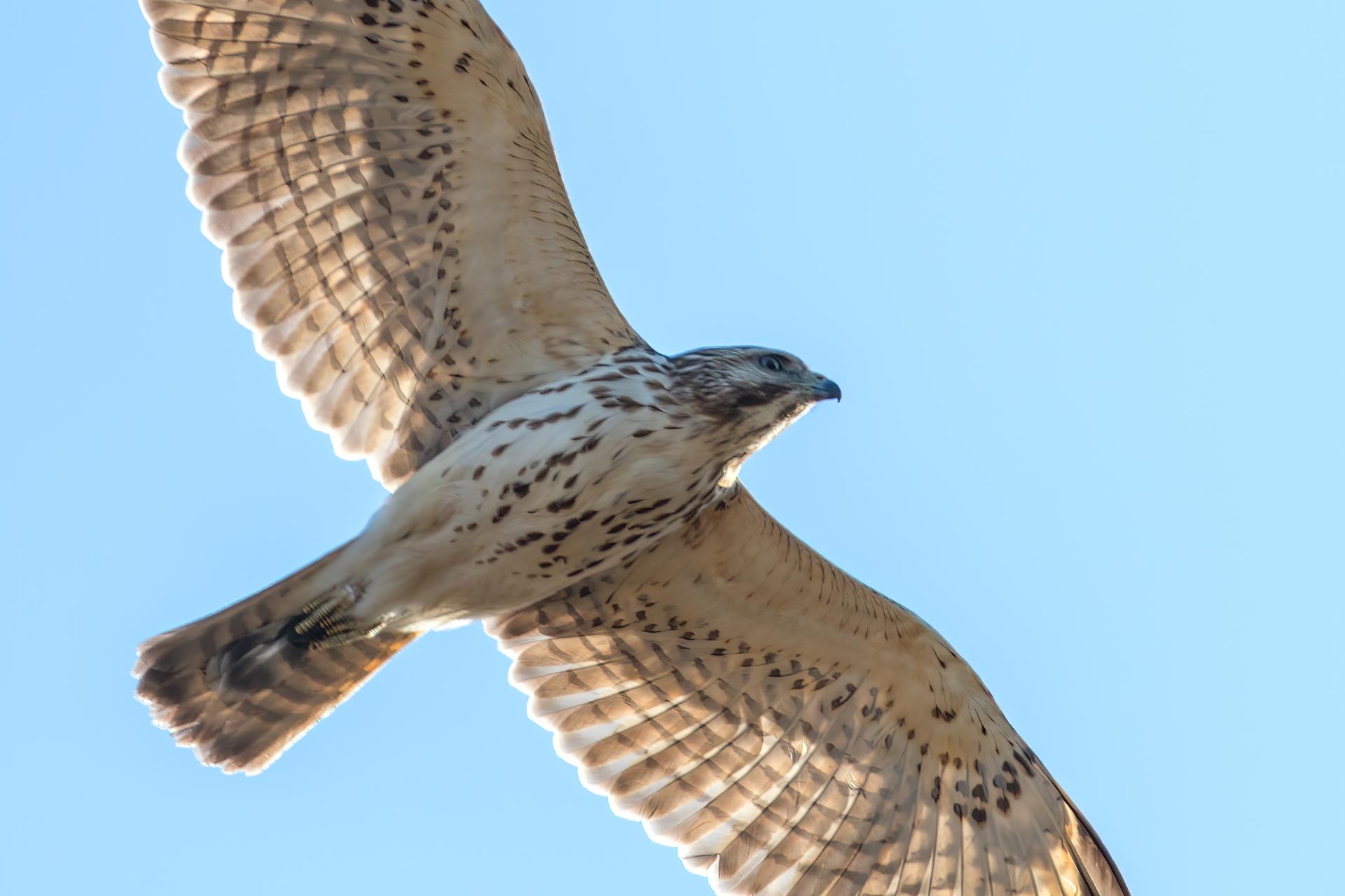 petite-buse-broad-winged-hawk