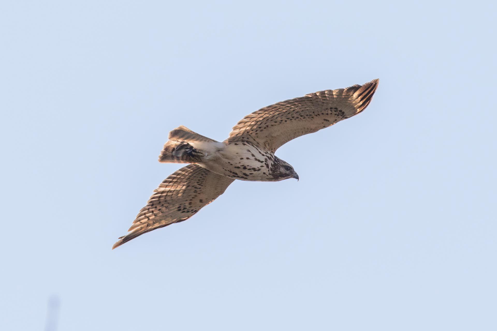 petite-buse-broad-winged-hawk
