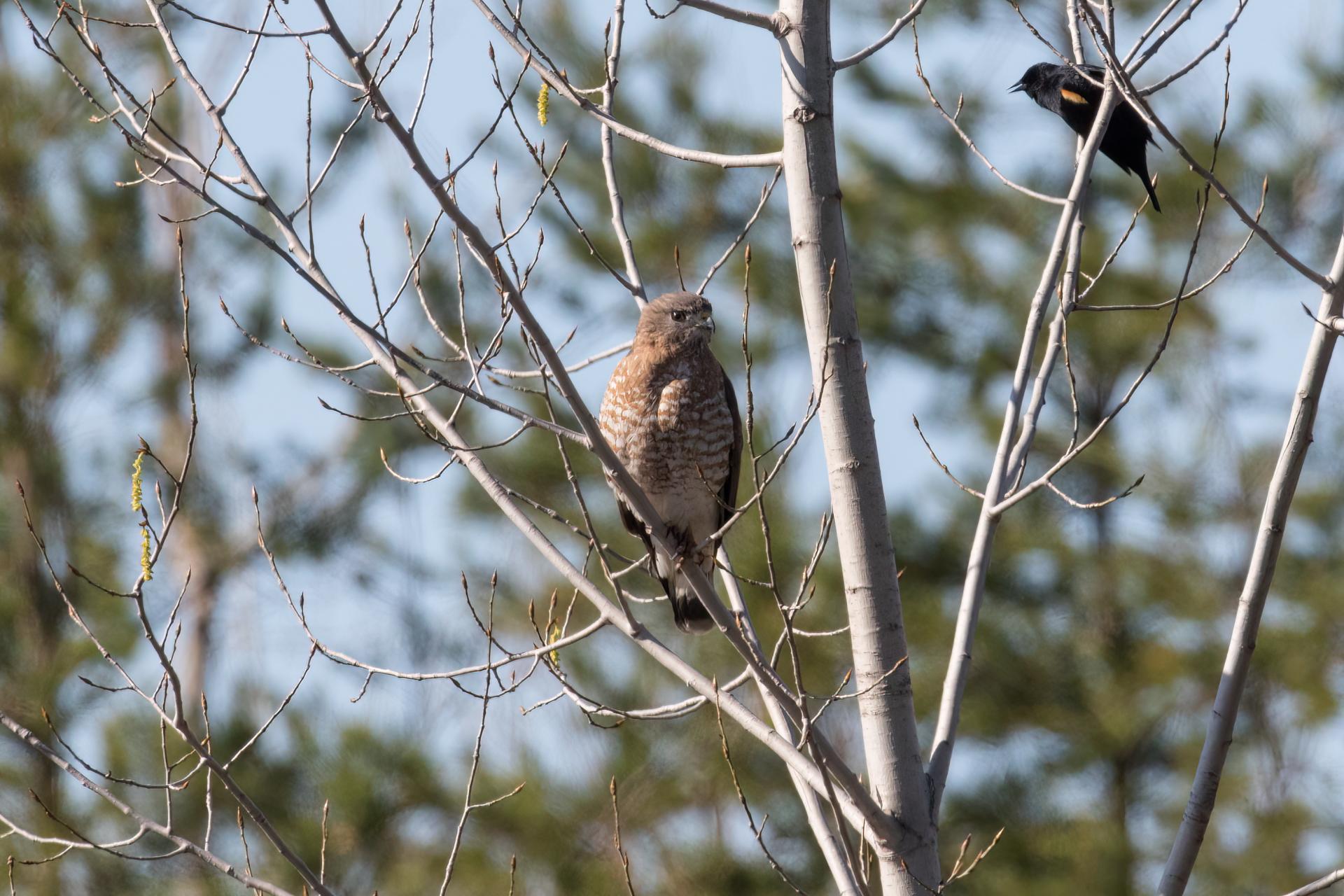 petite-buse-broad-winged-hawk