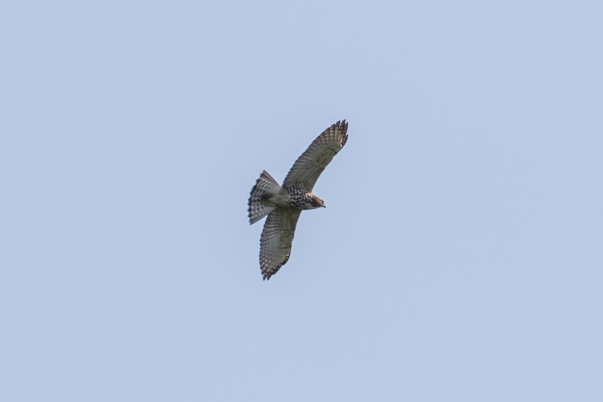 petite-buse-broad-winged-hawk