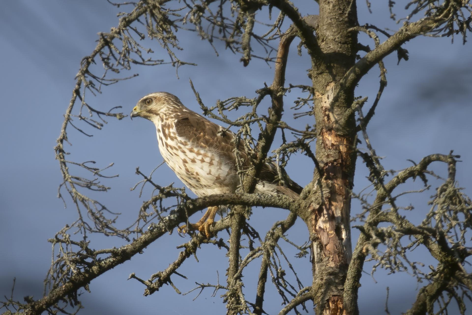 petite-buse-broad-winged-hawk