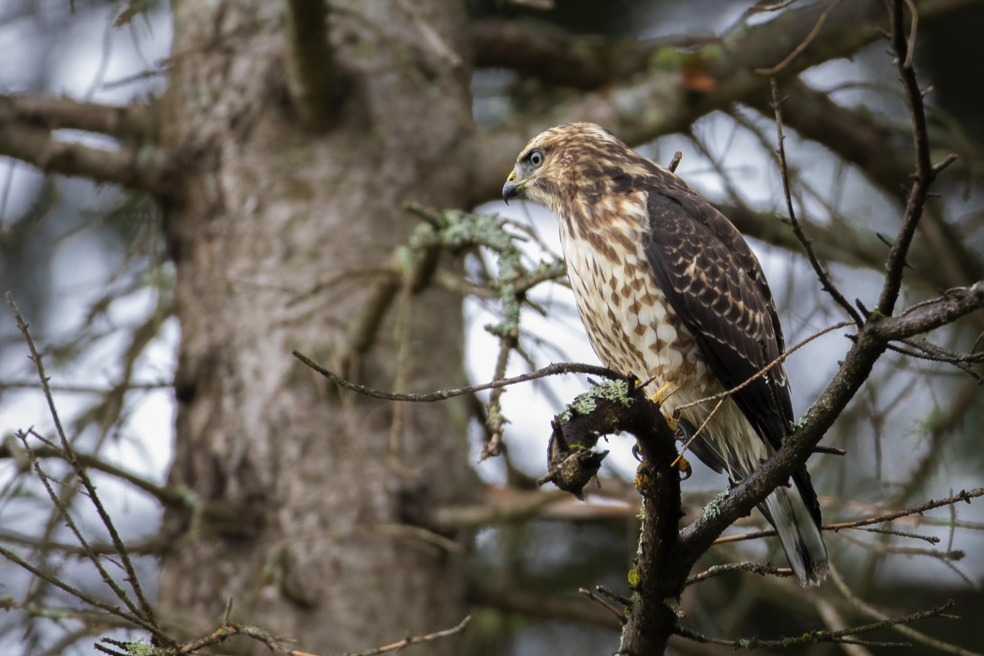 petite-buse-broad-winged-hawk