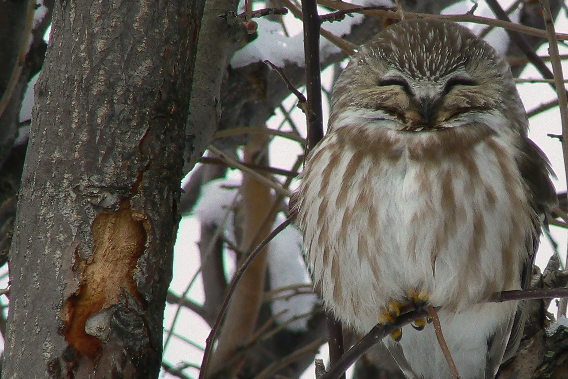 petite-nyctale-Northern-saw-whet-owl