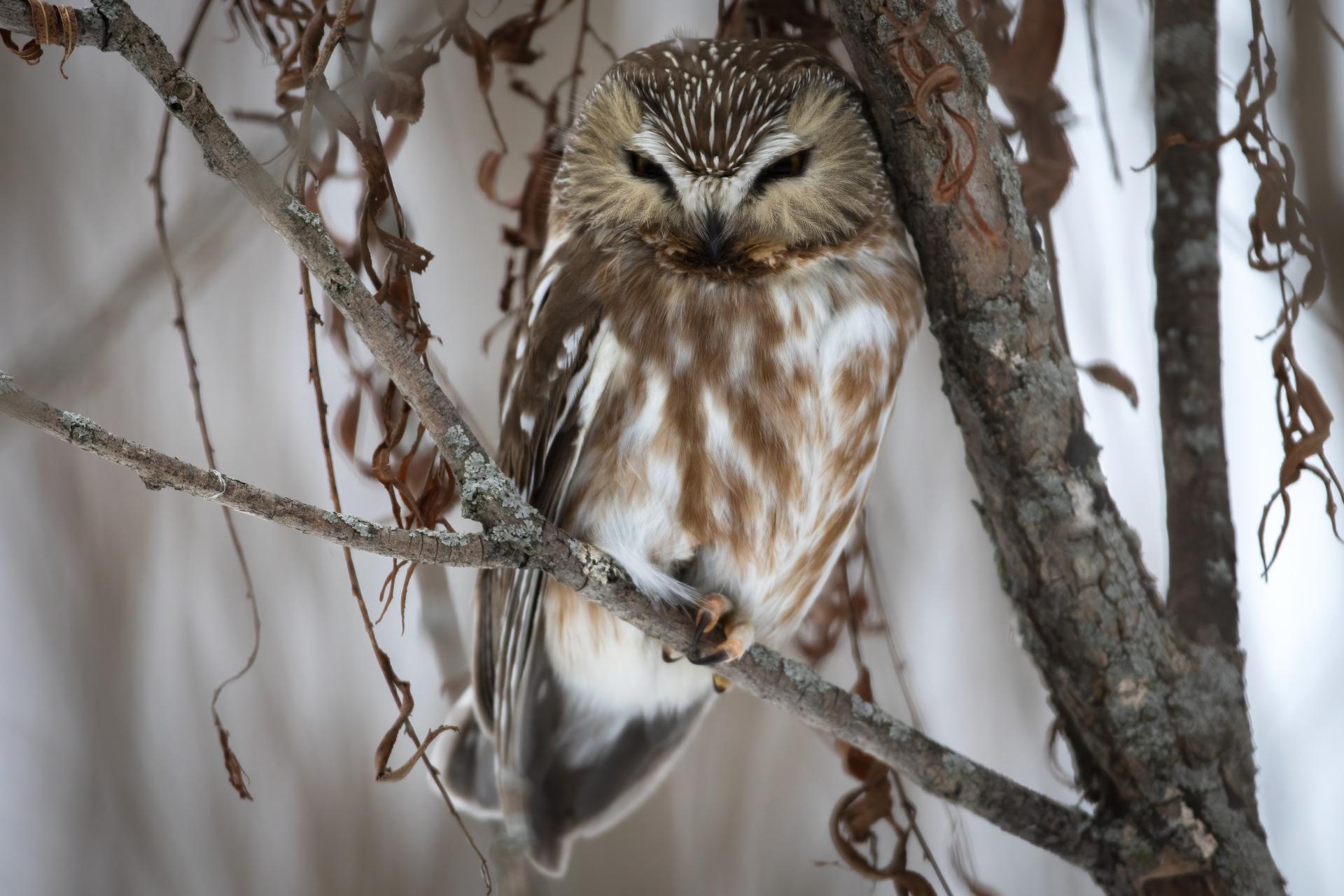 petite-nyctale-Northern-saw-whet-owl
