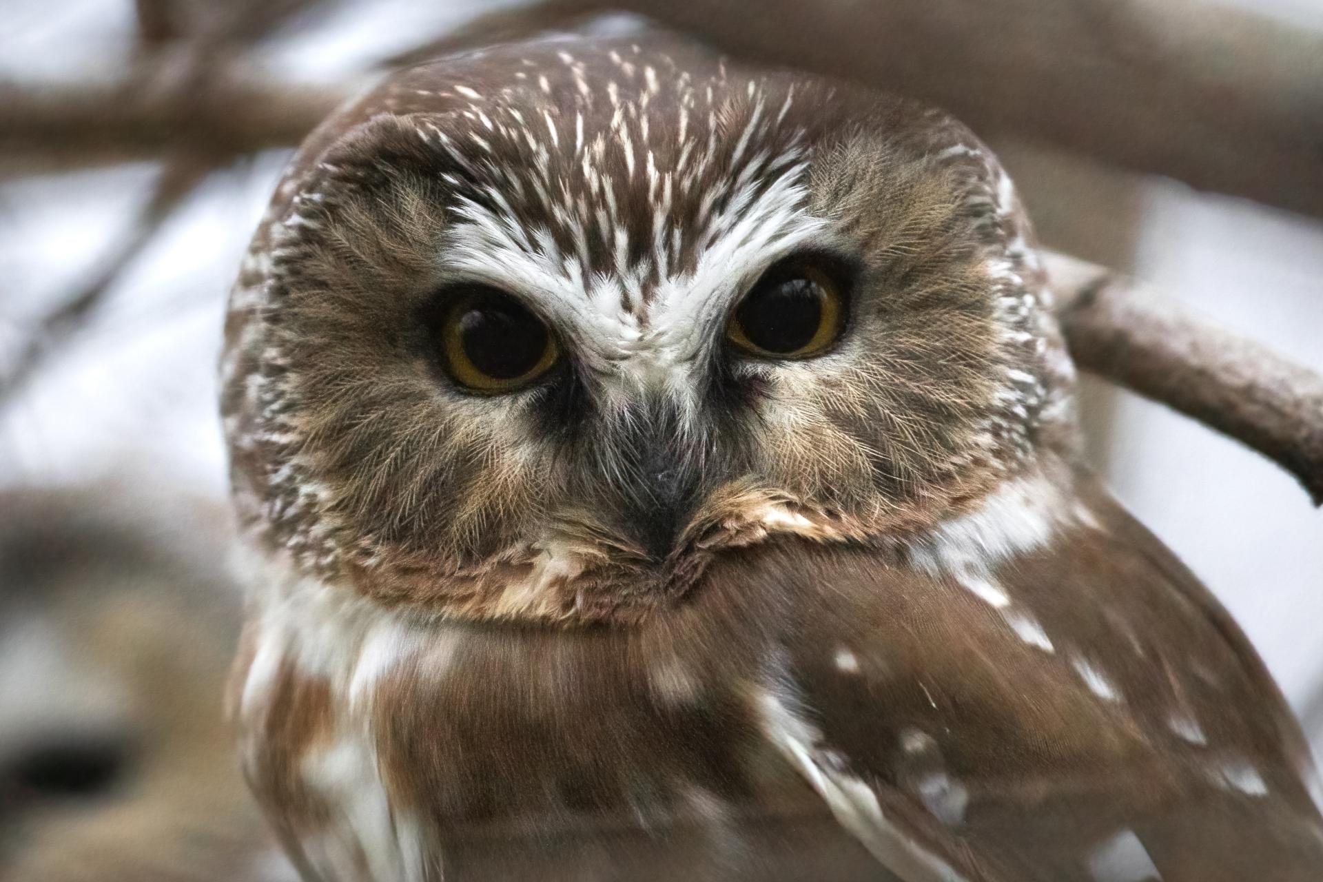 petite-nyctale-Northern-saw-whet-owl