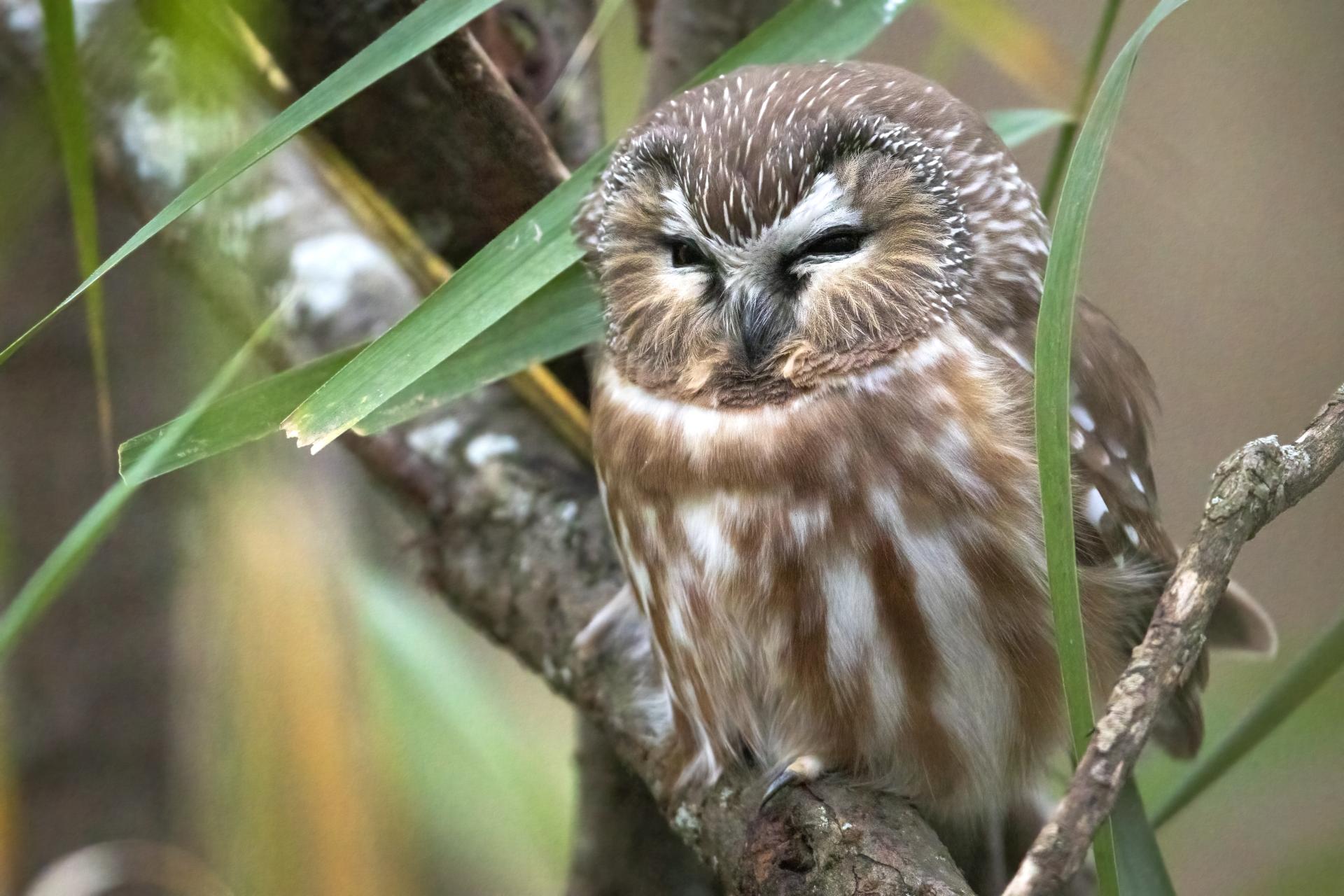 petite-nyctale-Northern-saw-whet-owl
