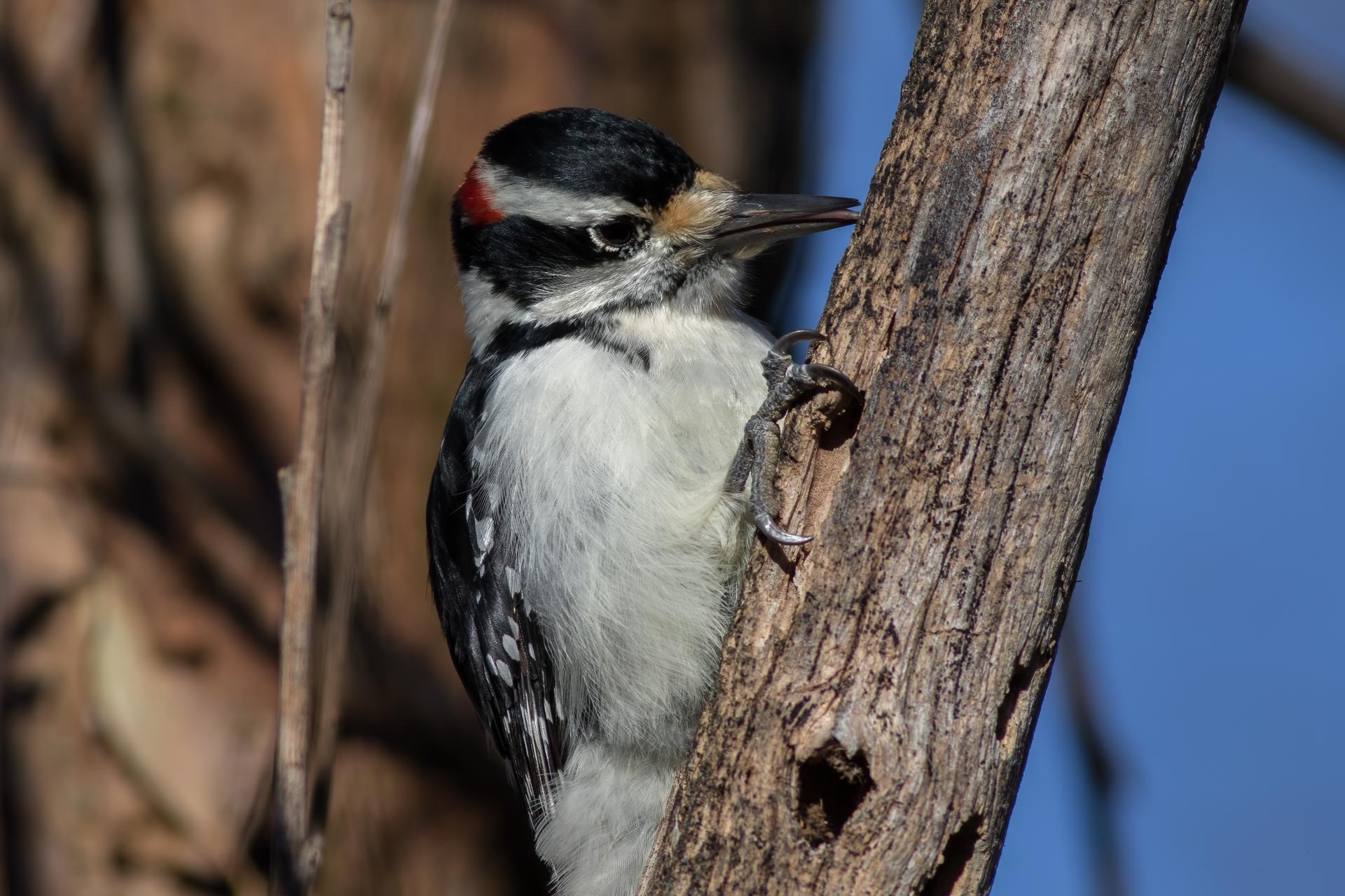 pic-chevelu-hairy-woodpecker