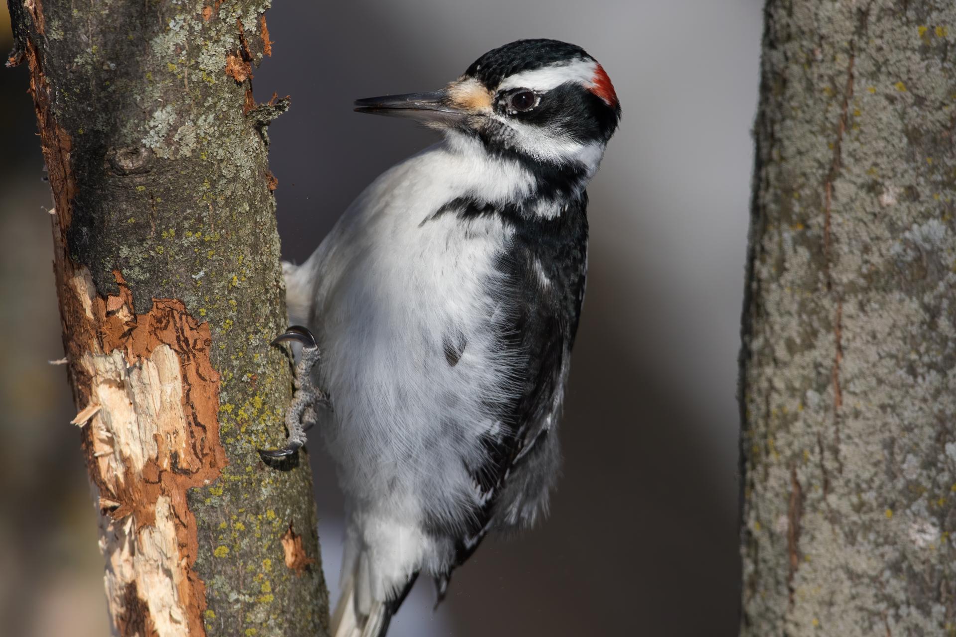 pic-chevelu-hairy-woodpecker