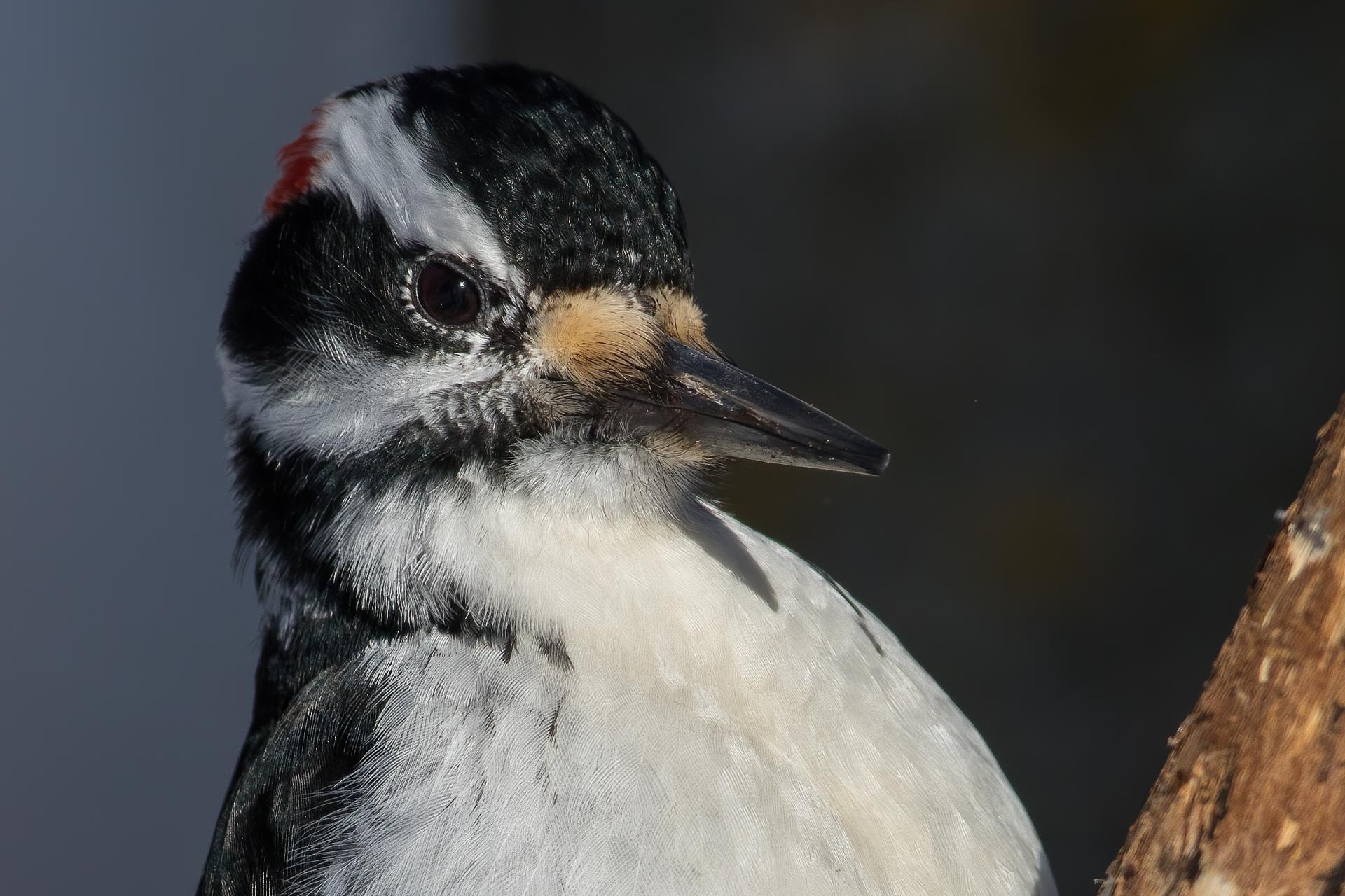 pic-chevelu-hairy-woodpecker