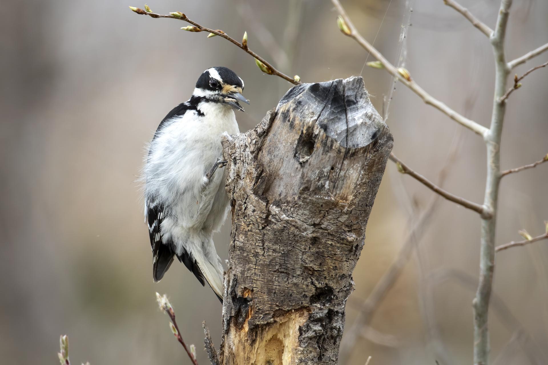 pic-chevelu-hairy-woodpecker