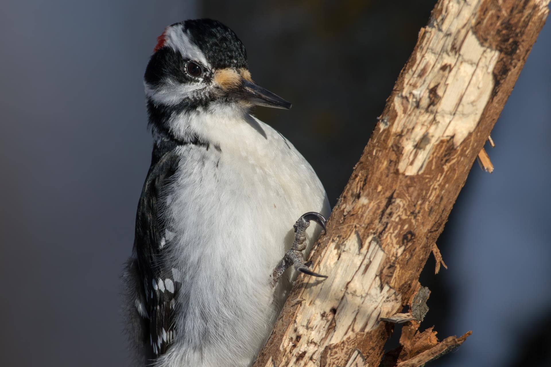 pic-chevelu-hairy-woodpecker
