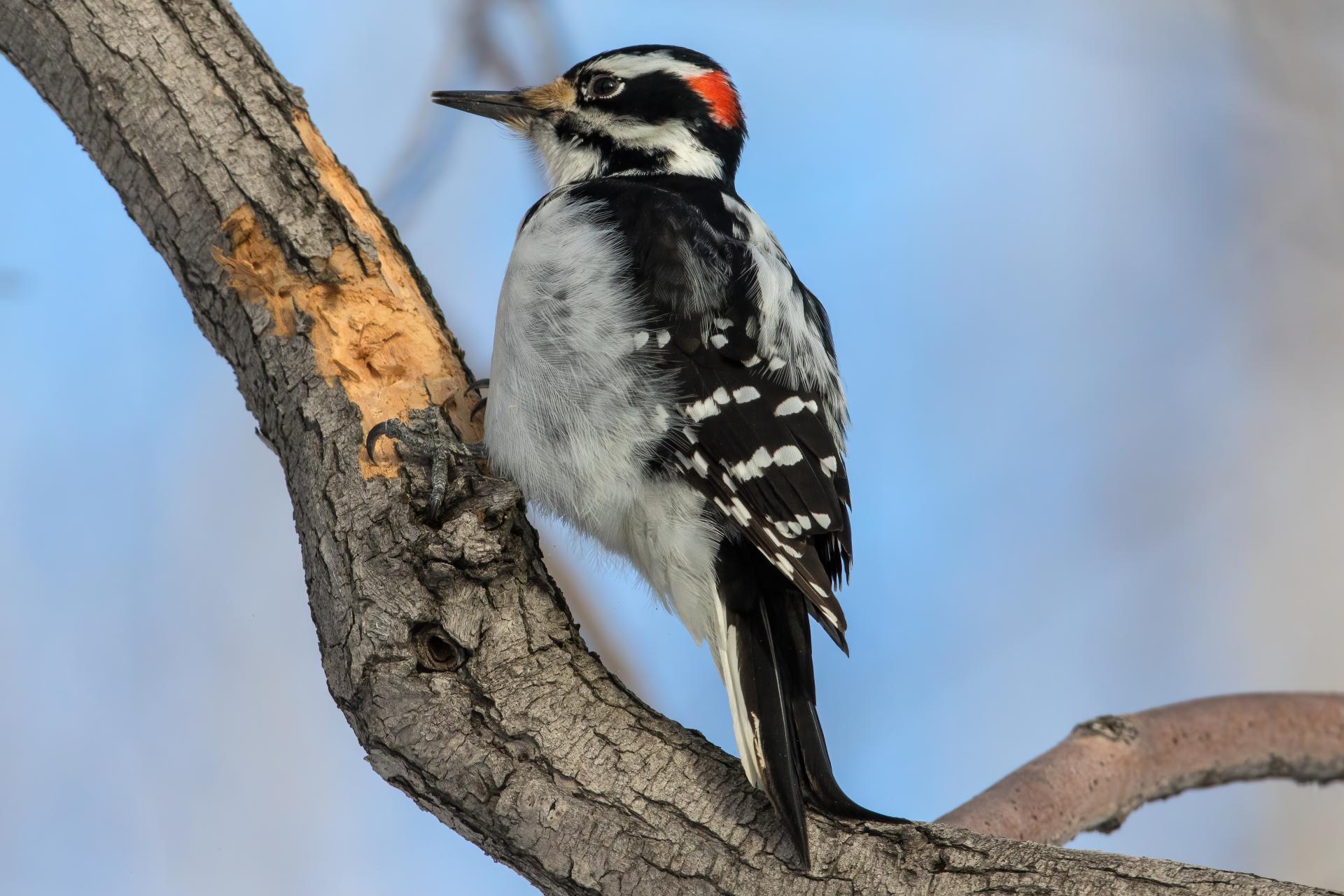 pic-chevelu-hairy-woodpecker