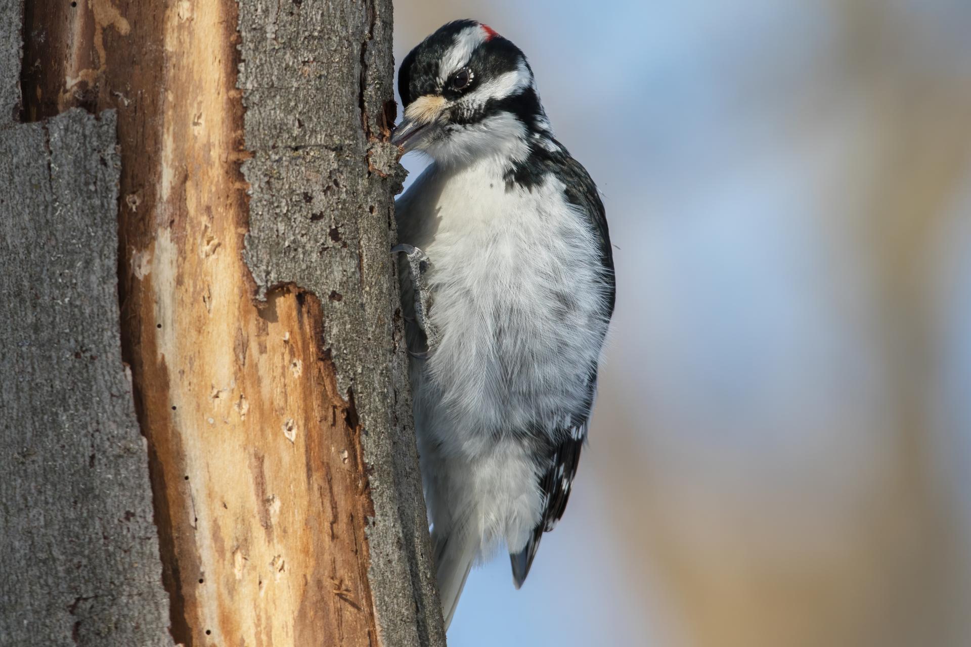 pic-chevelu-hairy-woodpecker