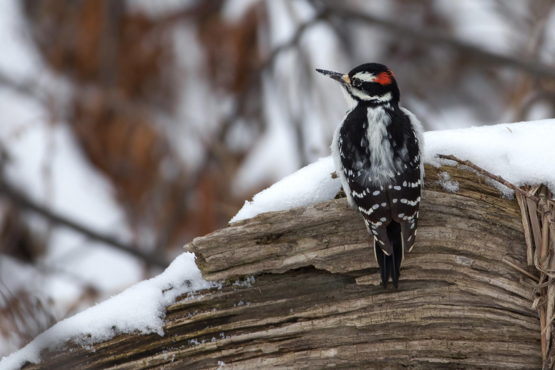 pic-chevelu-hairy-woodpecker