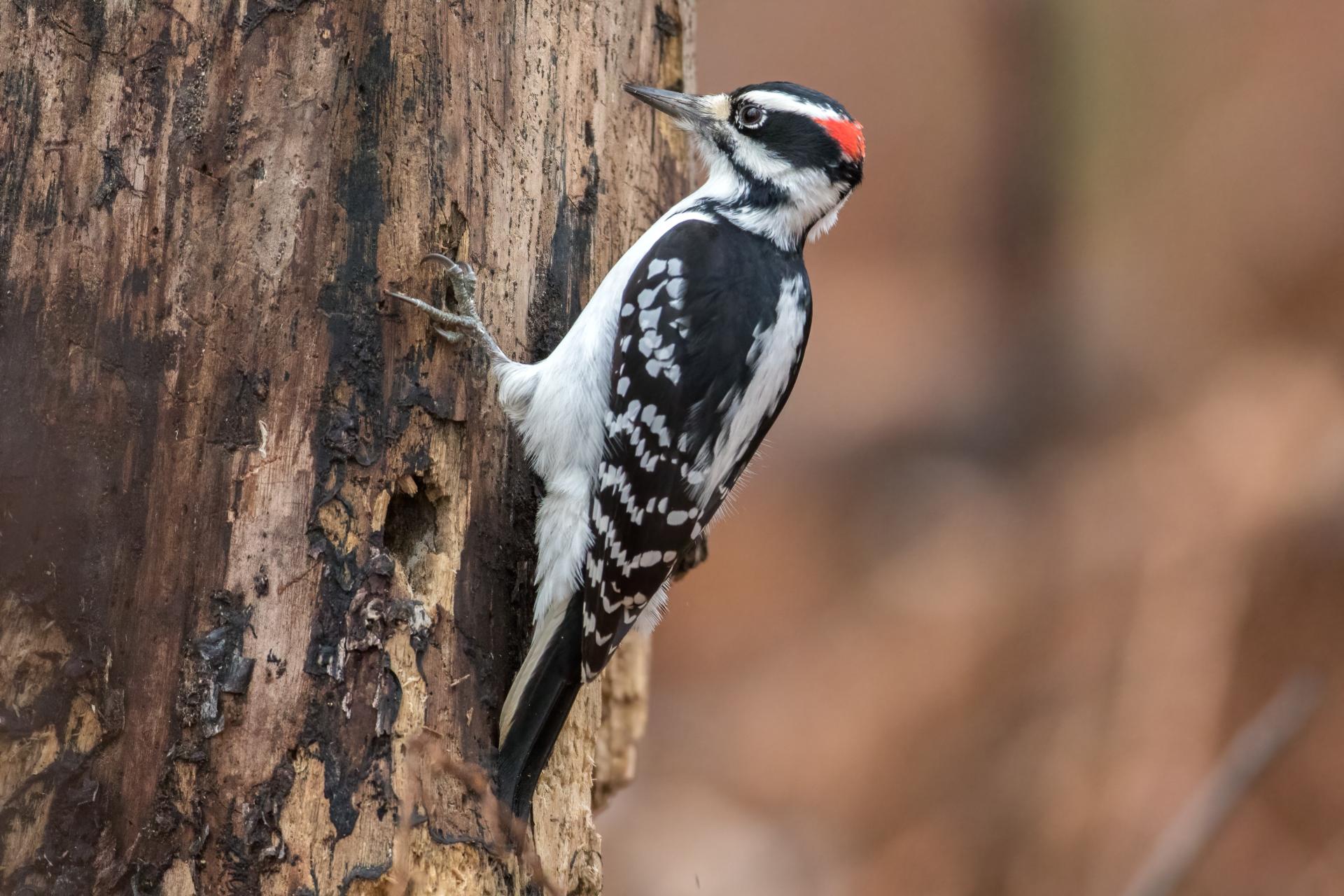 pic-chevelu-hairy-woodpecker